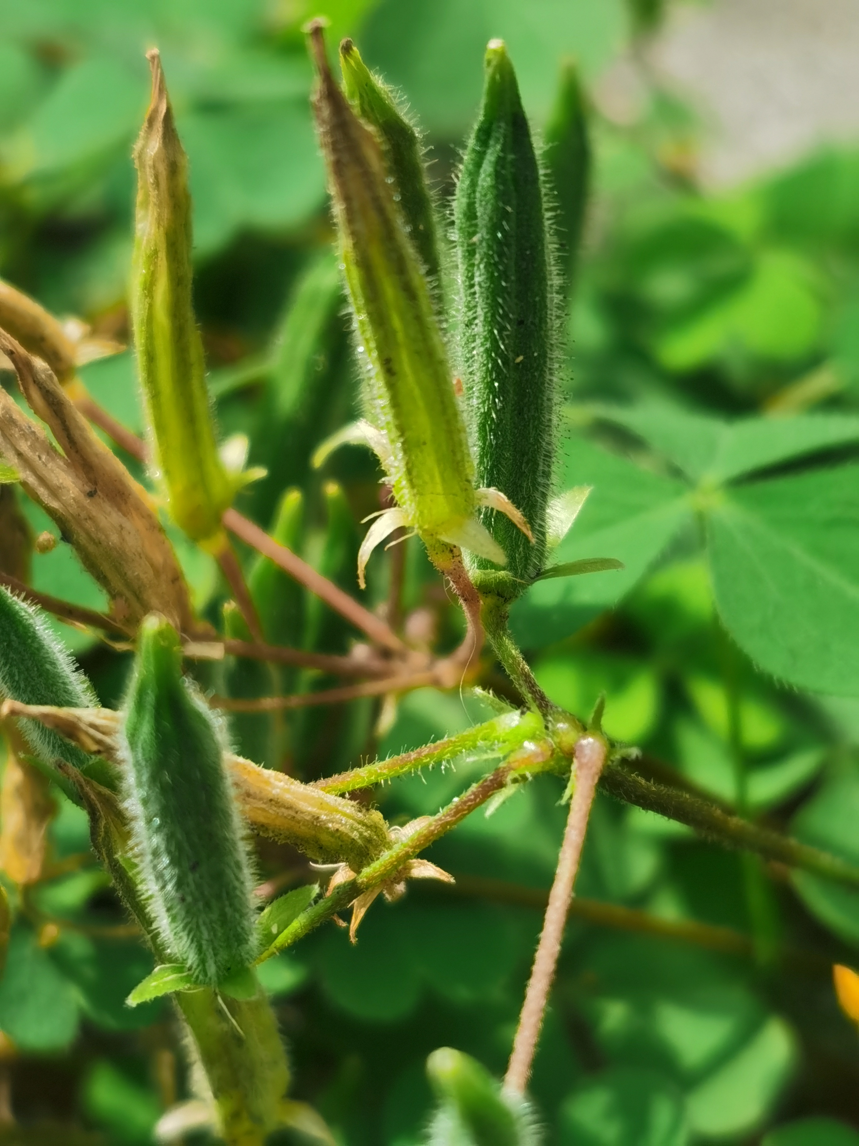 黄花酢浆草,别名:酢浆草,小本盐酸仔草,盐酸仔草,盐酸草,酸味草,三叶