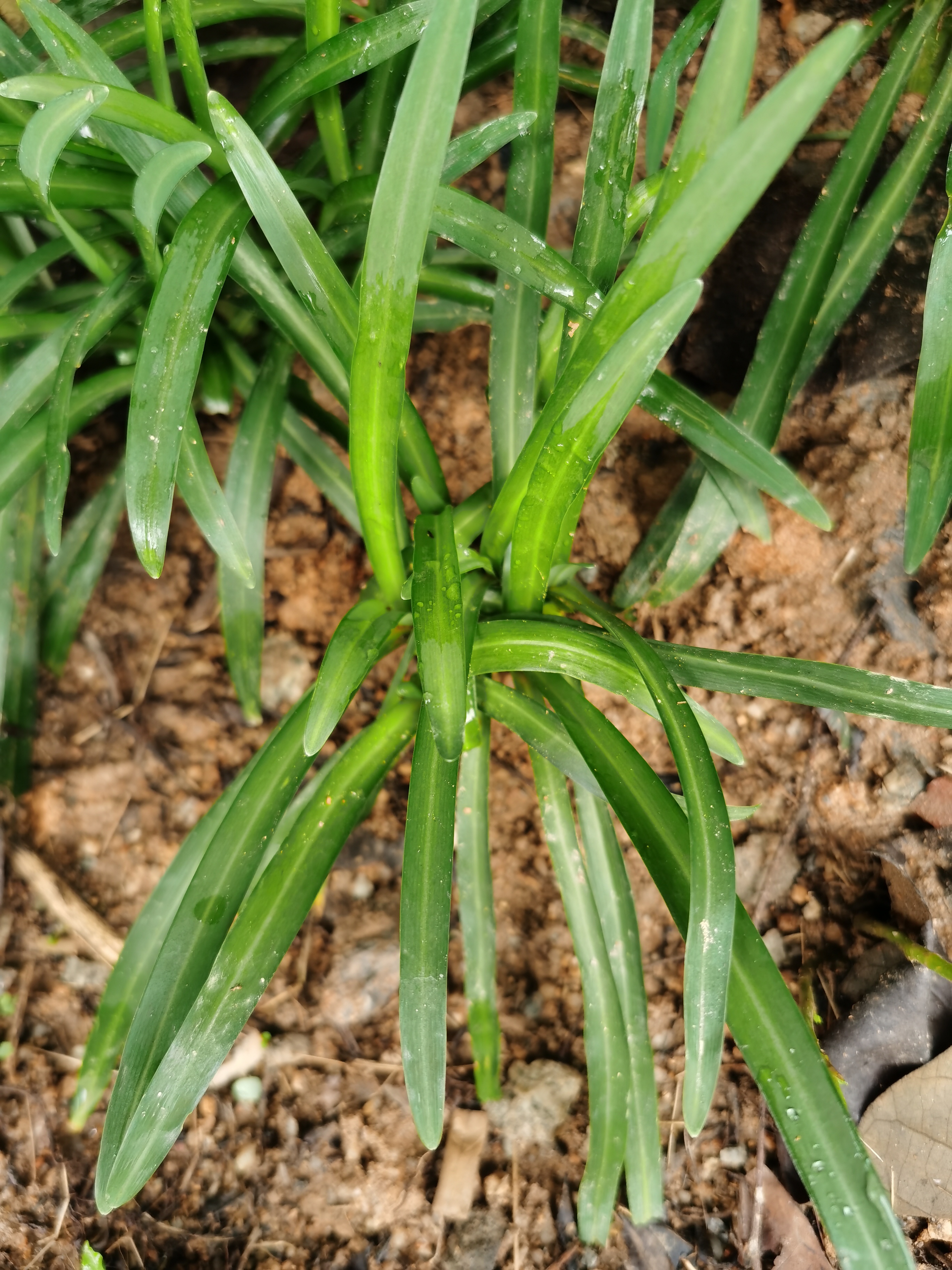 宽叶韭菜,别名:大叶韭,苤菜,葱韭,石韭,大麦韭,扁担韭,岩葱,山韭菜.