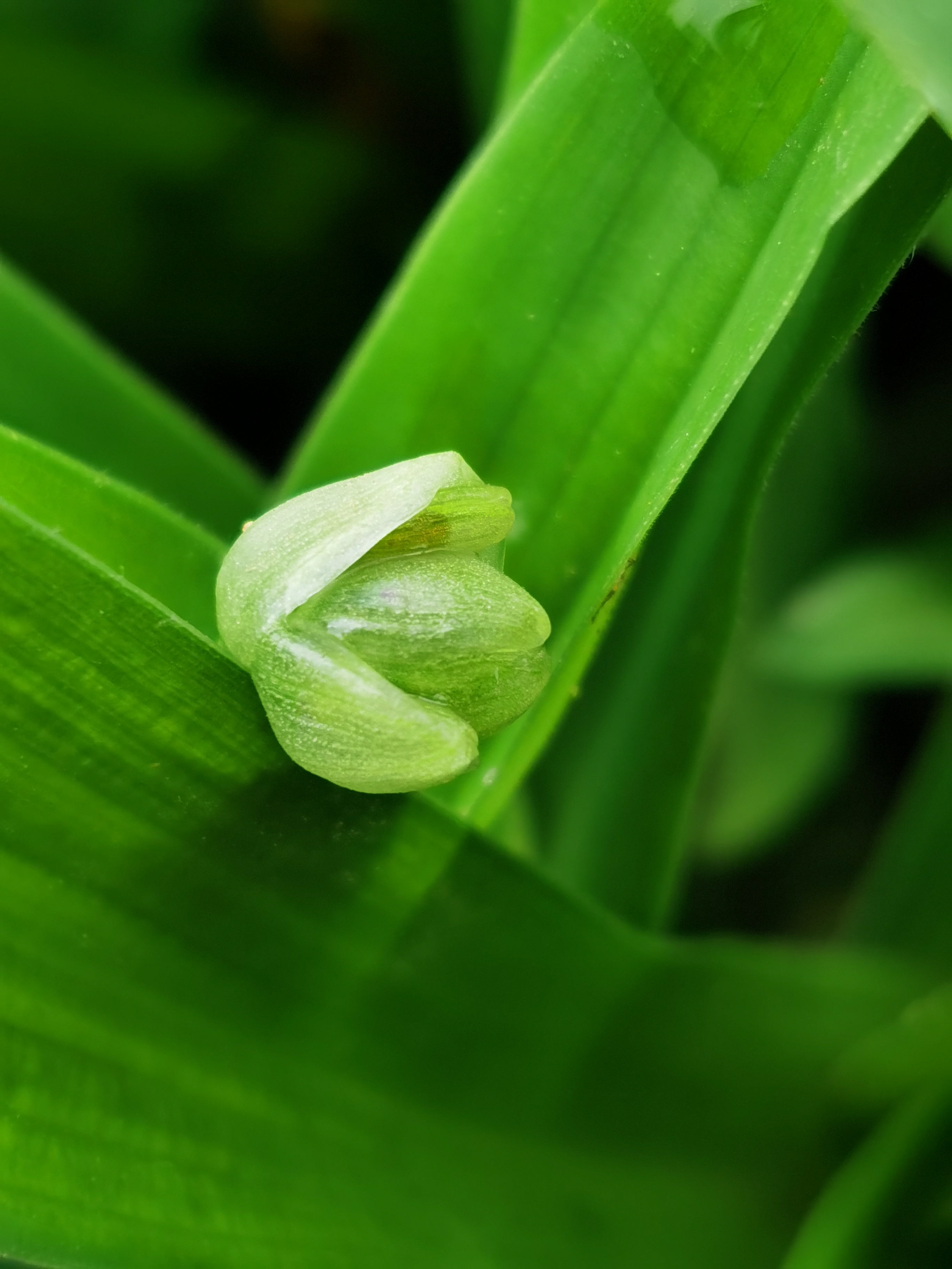 大苞水竹叶,别名:围夹草,青竹壳菜,青鸭跖草,癌草,仙人对坐草等.