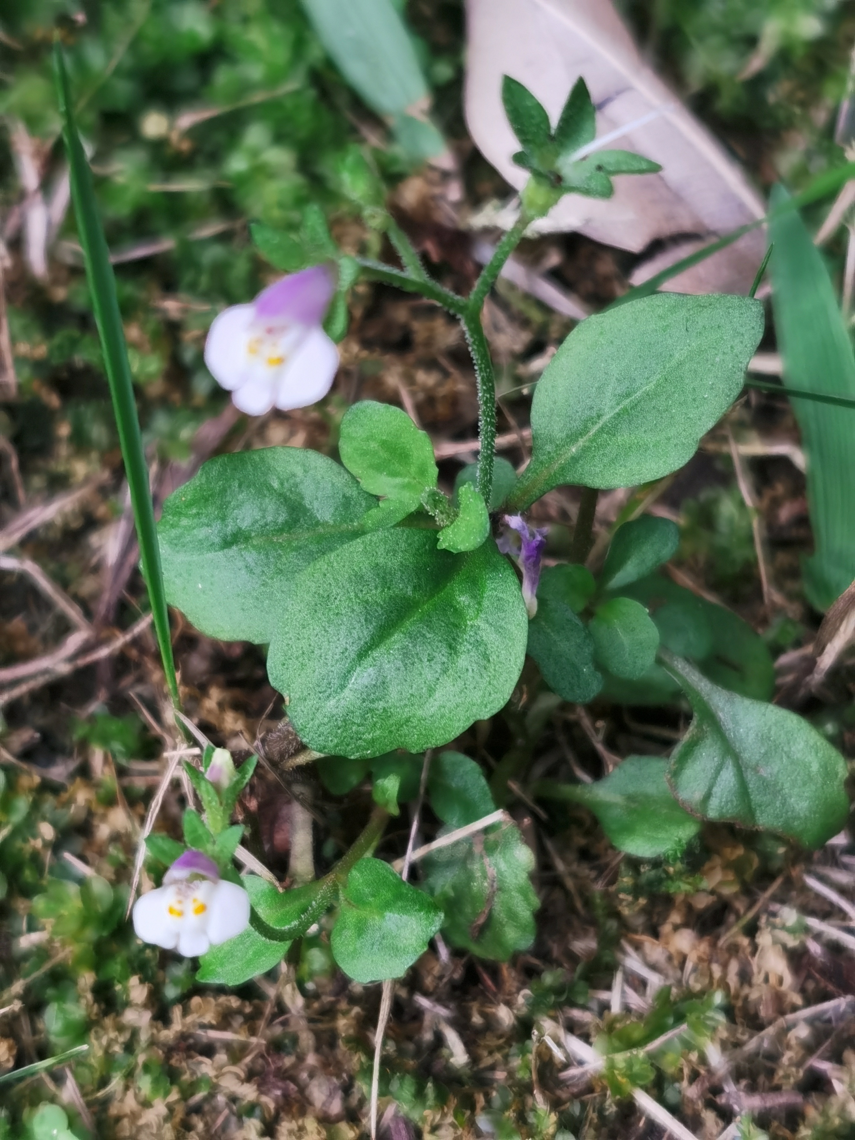通泉草,别名:脓泡药,汤湿草,猪胡椒,野田菜,鹅肠草,绿蓝花,五瓣梅,猫