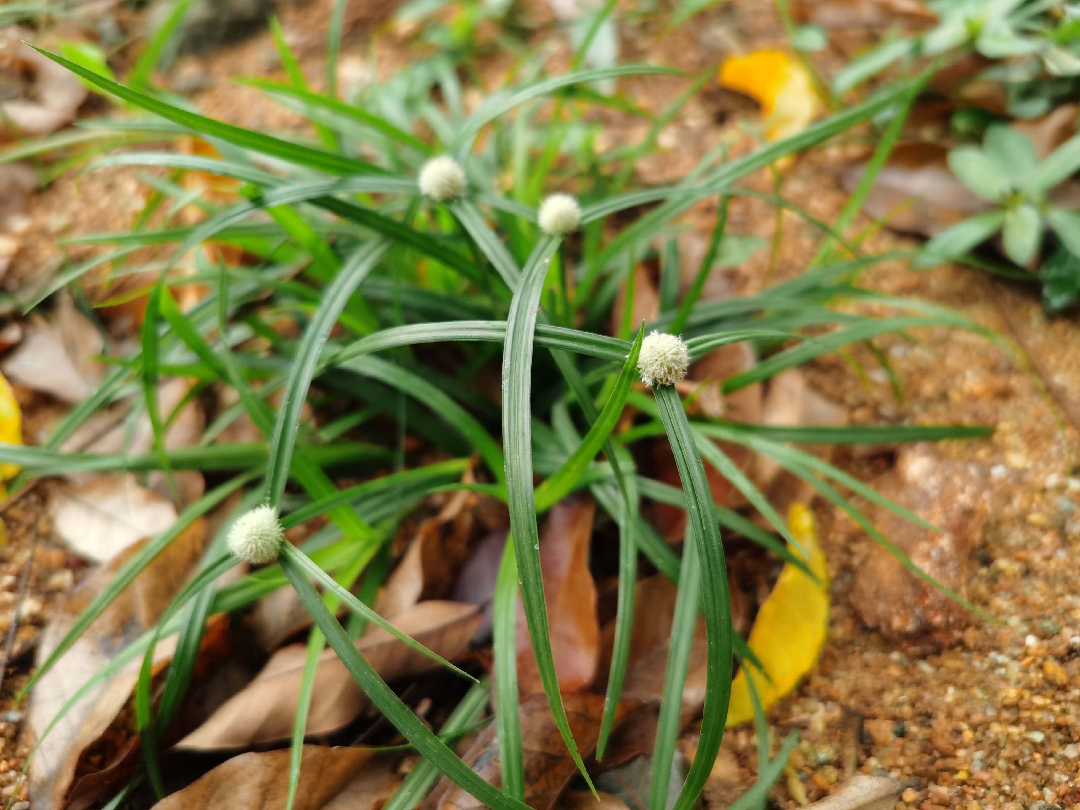水蜈蚣,别名:	金钮草,三荚草,散寒草,球子草,疟疾草,金牛草,寒气草