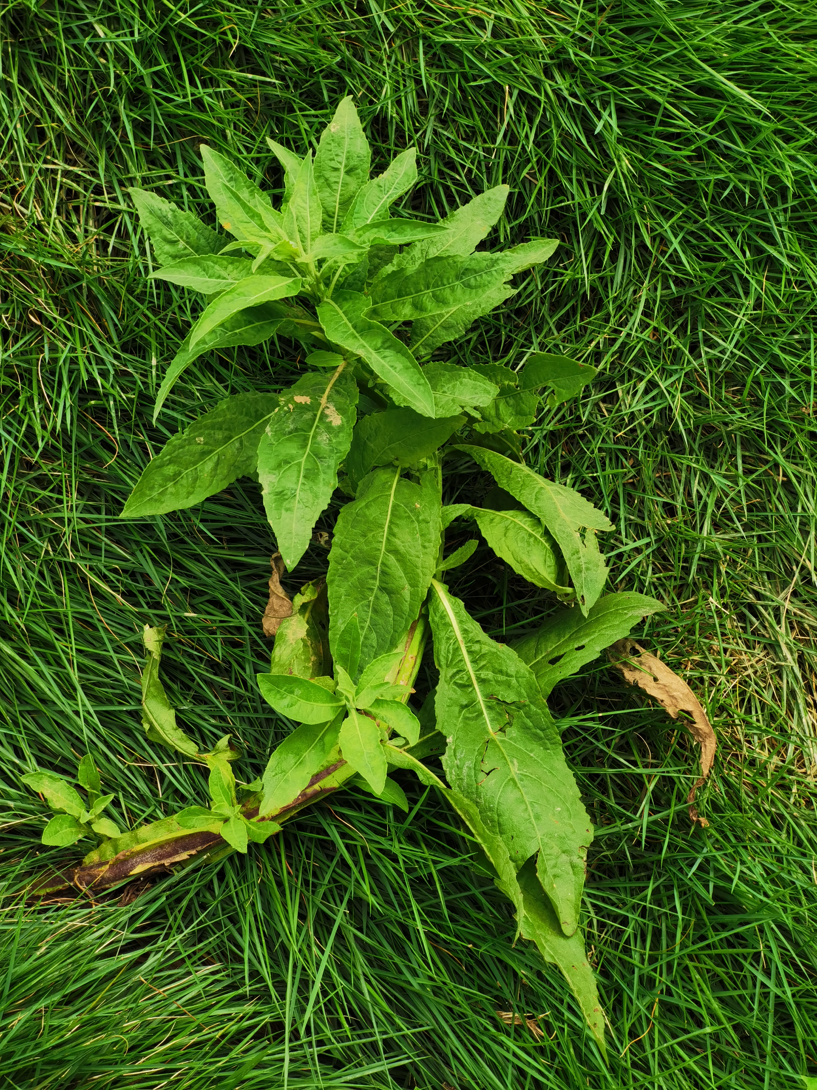 翼茎阔苞菊,别名:六棱菊,箭形阔苞菊,猪仔草