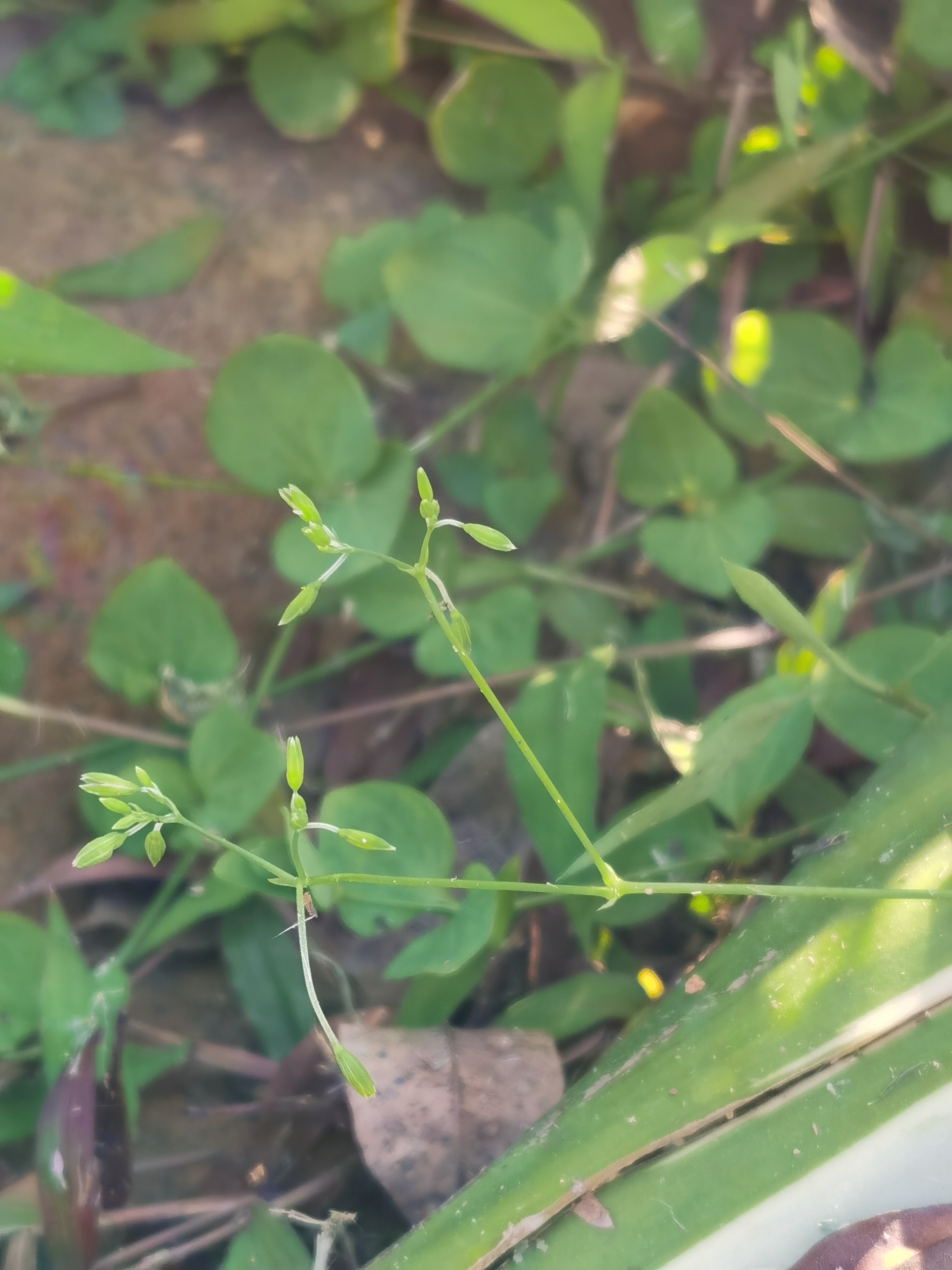 治水豆草药图片图片