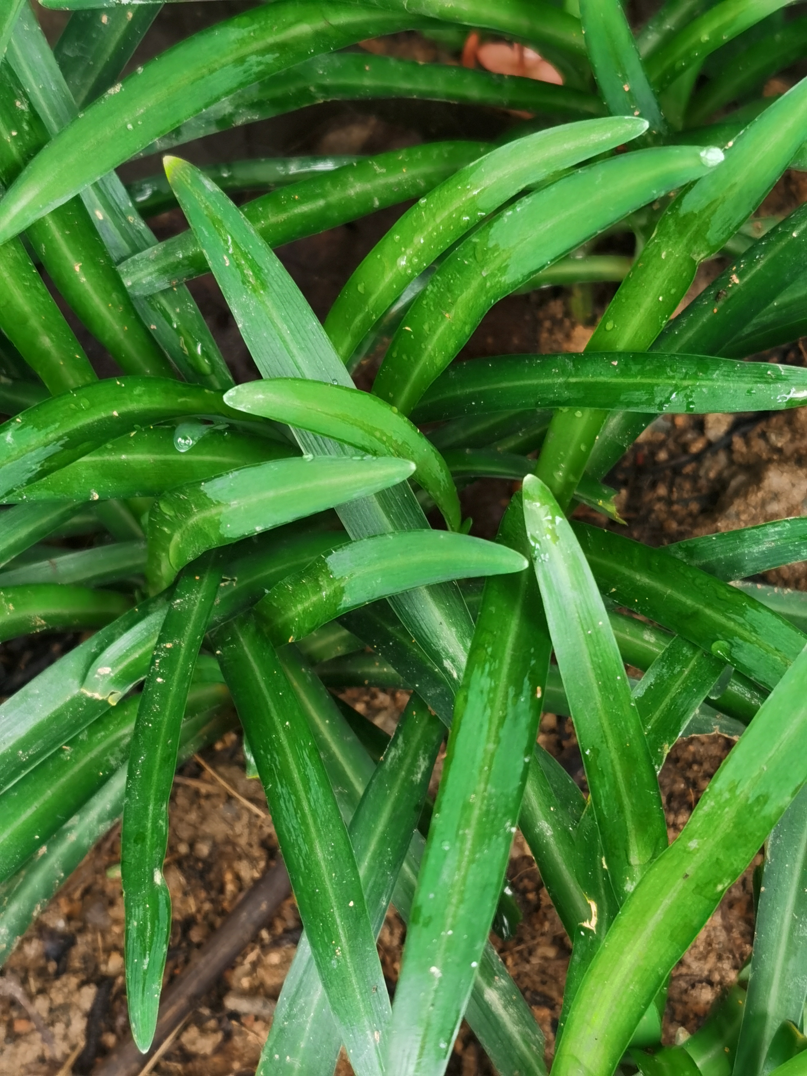 宽叶韭菜,别名:大叶韭,苤菜,葱韭,石韭,大麦韭,扁担韭,岩葱,山韭菜.