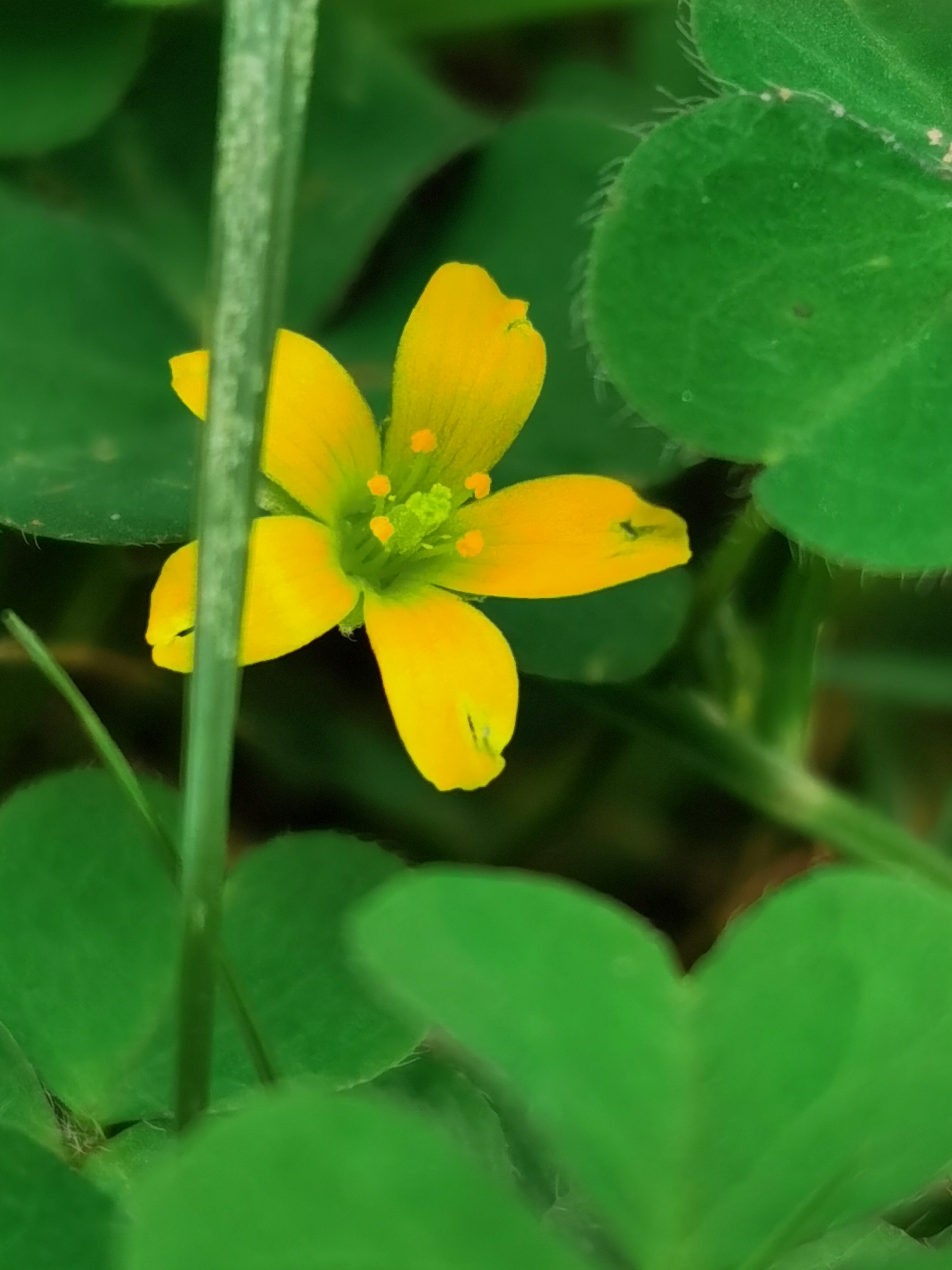 酢浆草,别名:黄花酢浆草,小本盐酸仔草,盐酸仔草,盐酸草,酸味草