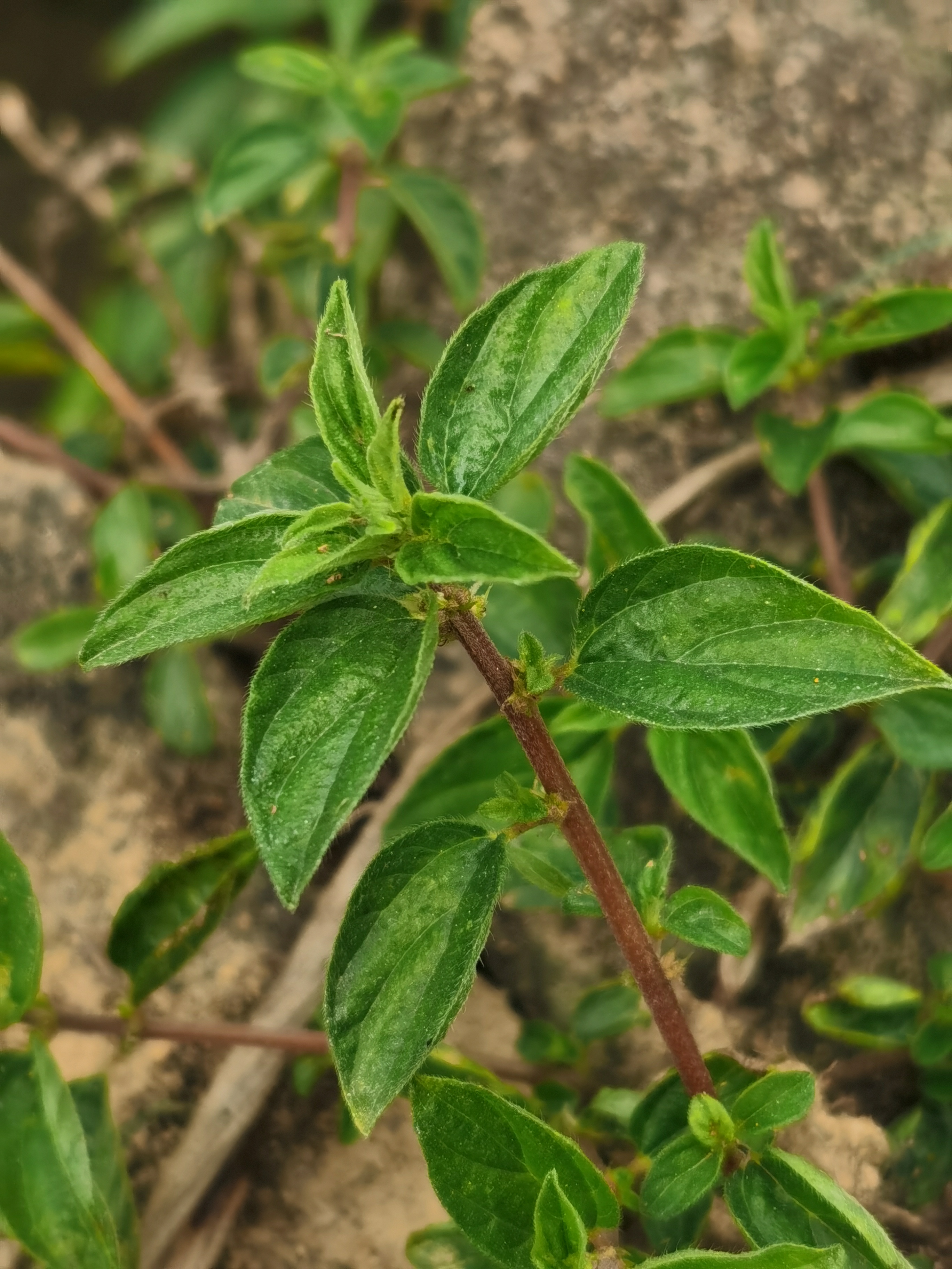 中草药雾水草的图片图片