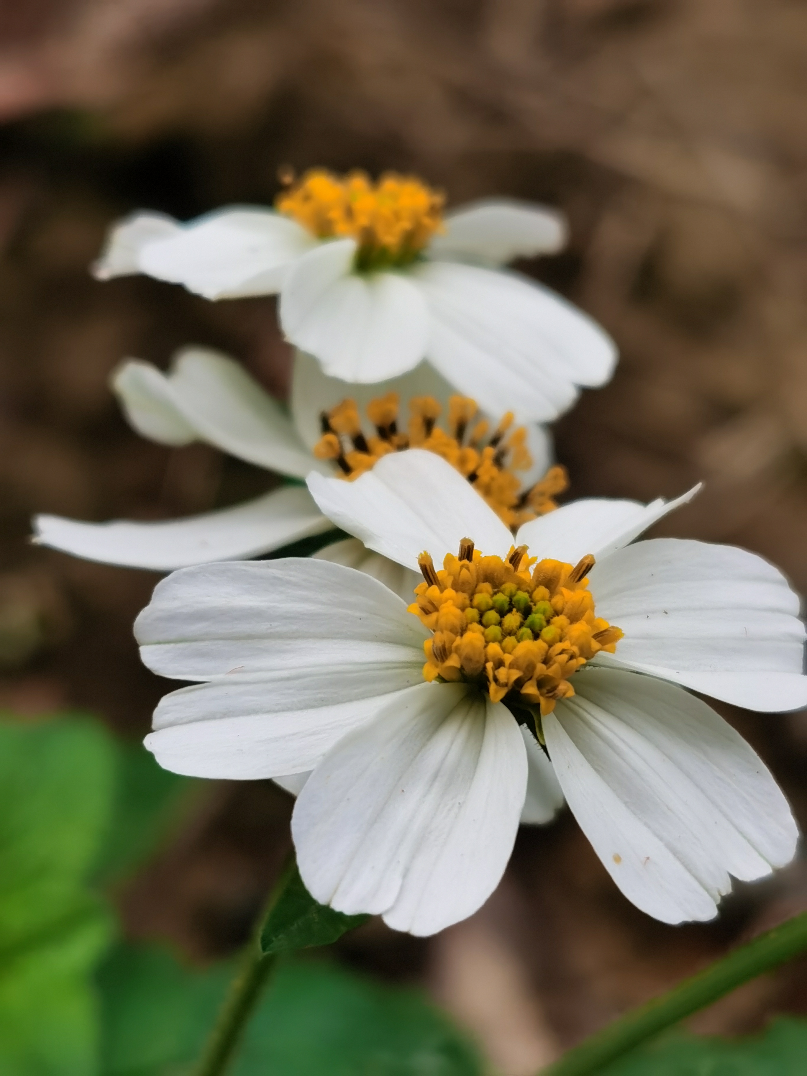 鬼针草,别名虾钳草.