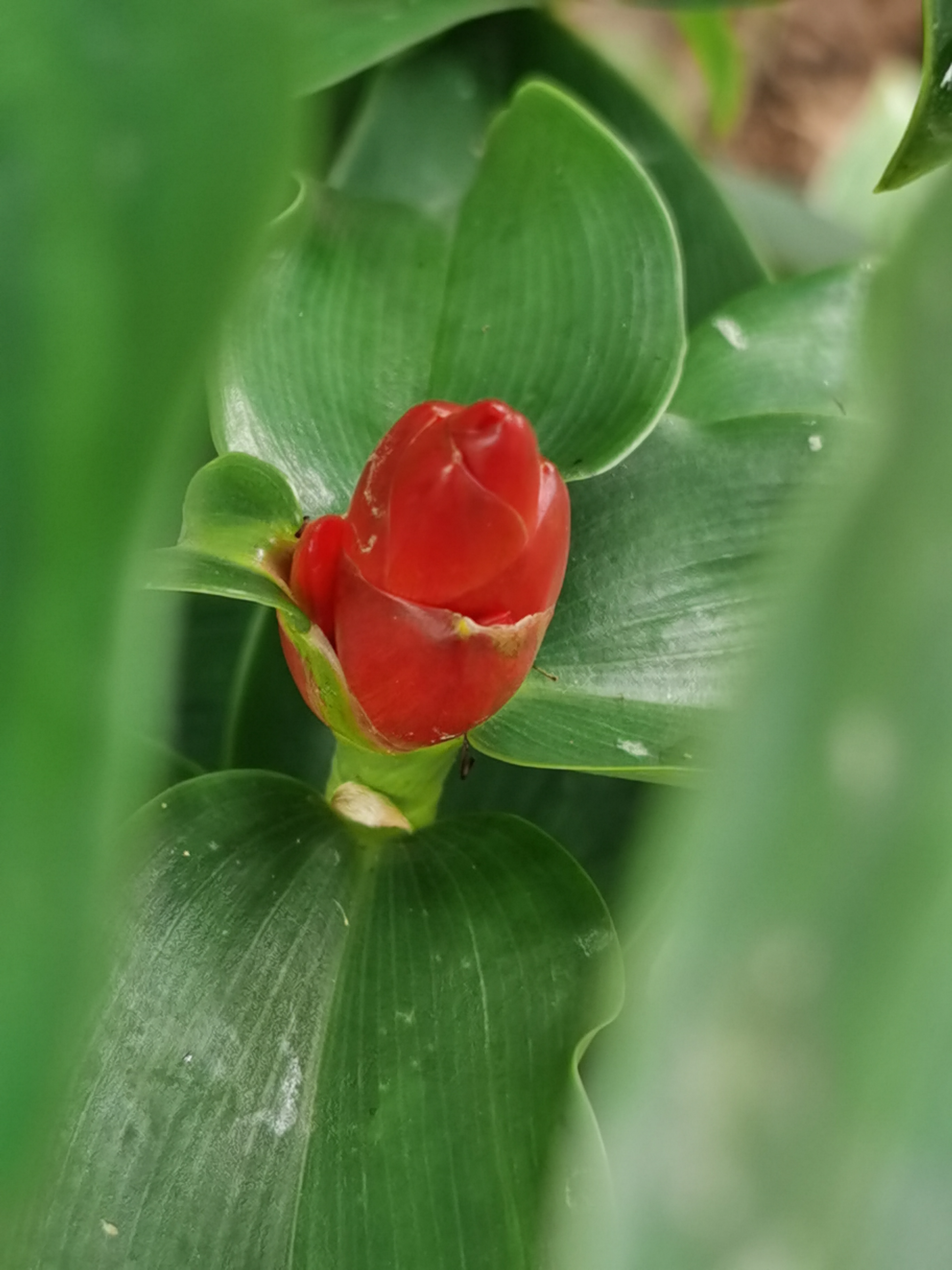 闭鞘姜,别名:白头到老,老妈妈拐棍,广商陆,水蕉花等