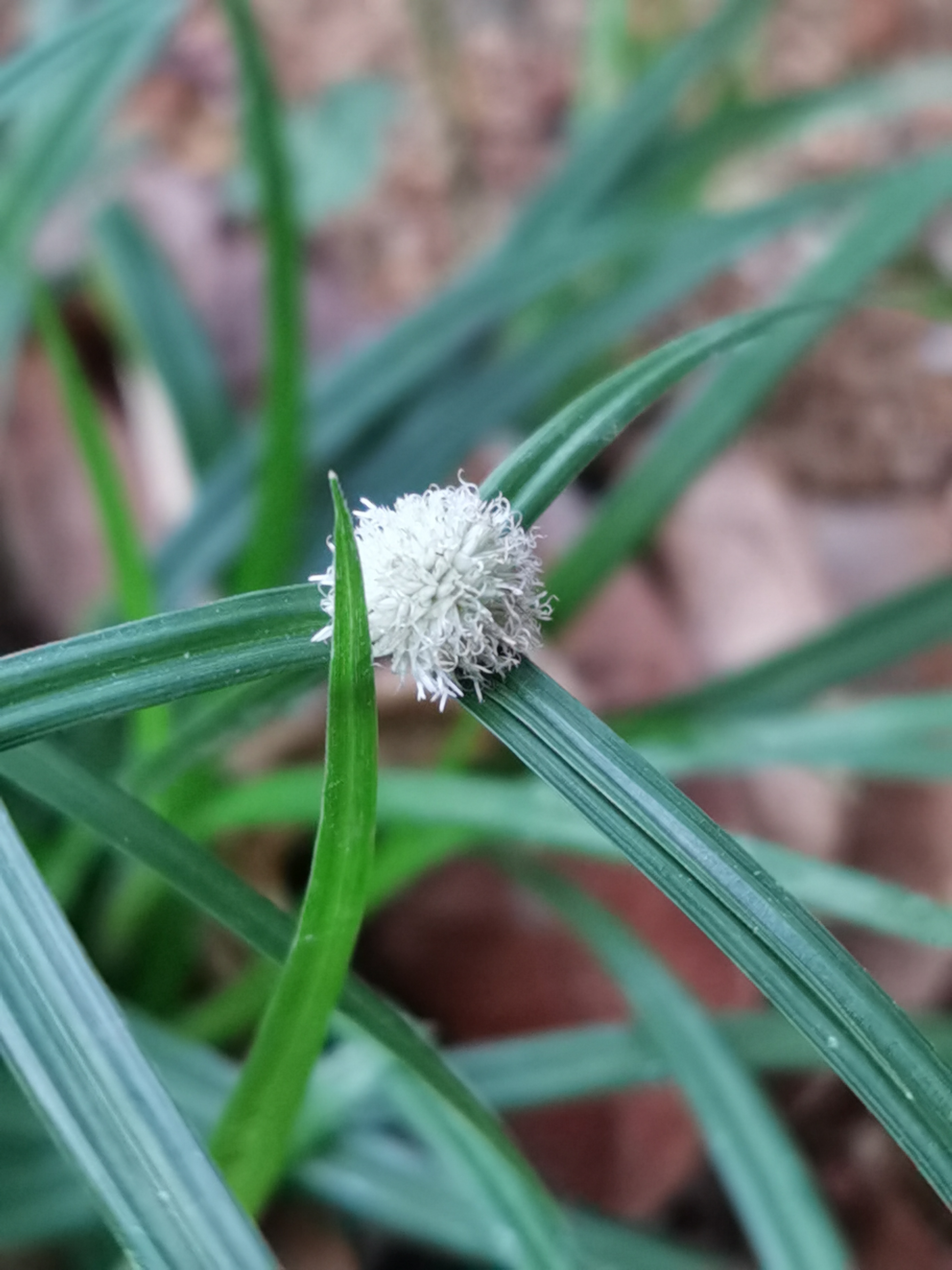 水蜈蚣,别名:	金钮草,三荚草,散寒草,球子草,疟疾草,金牛草,寒气草