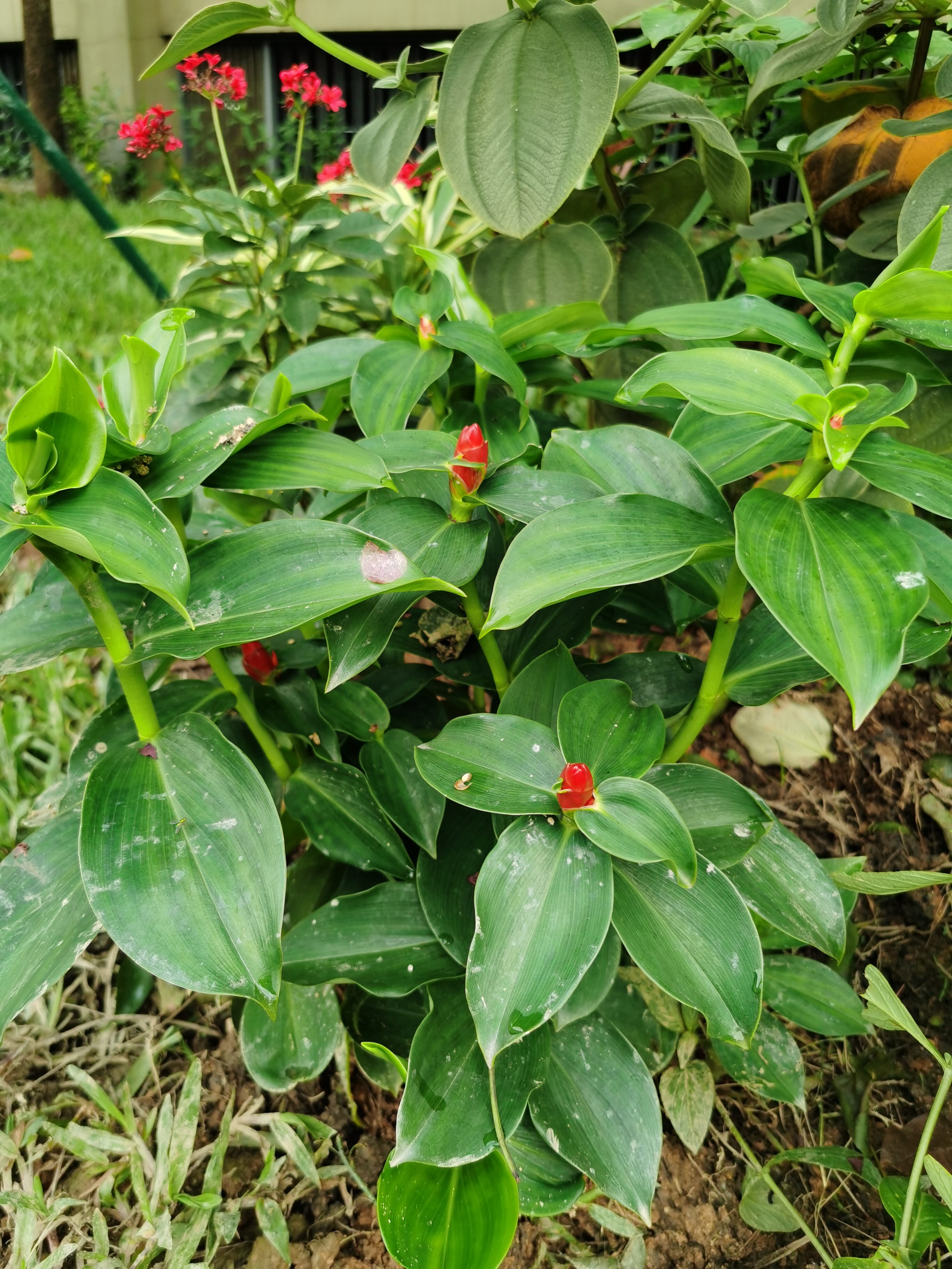 闭鞘姜,别名:白头到老,老妈妈拐棍,广商陆,水蕉花等.