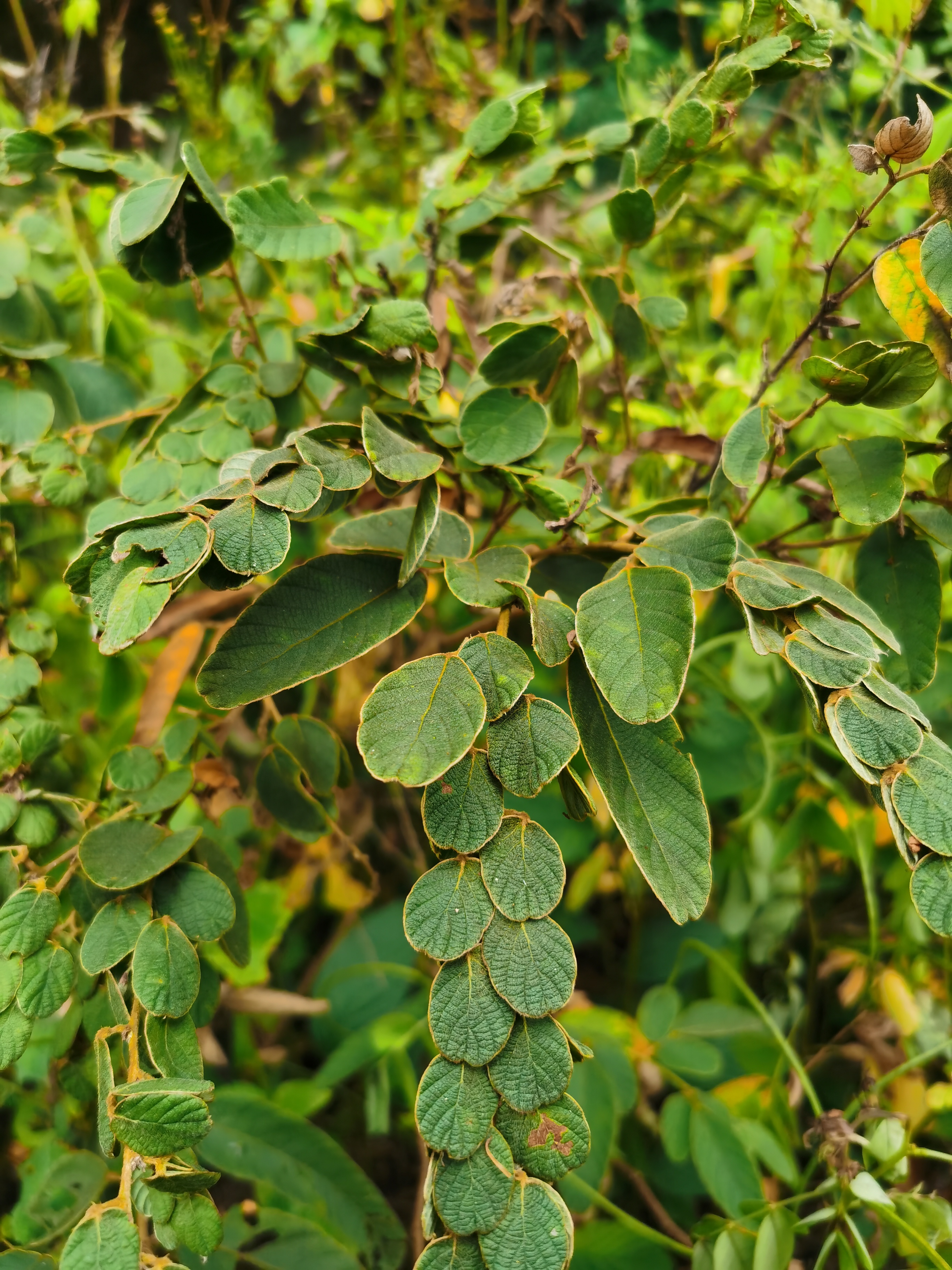 排钱草
