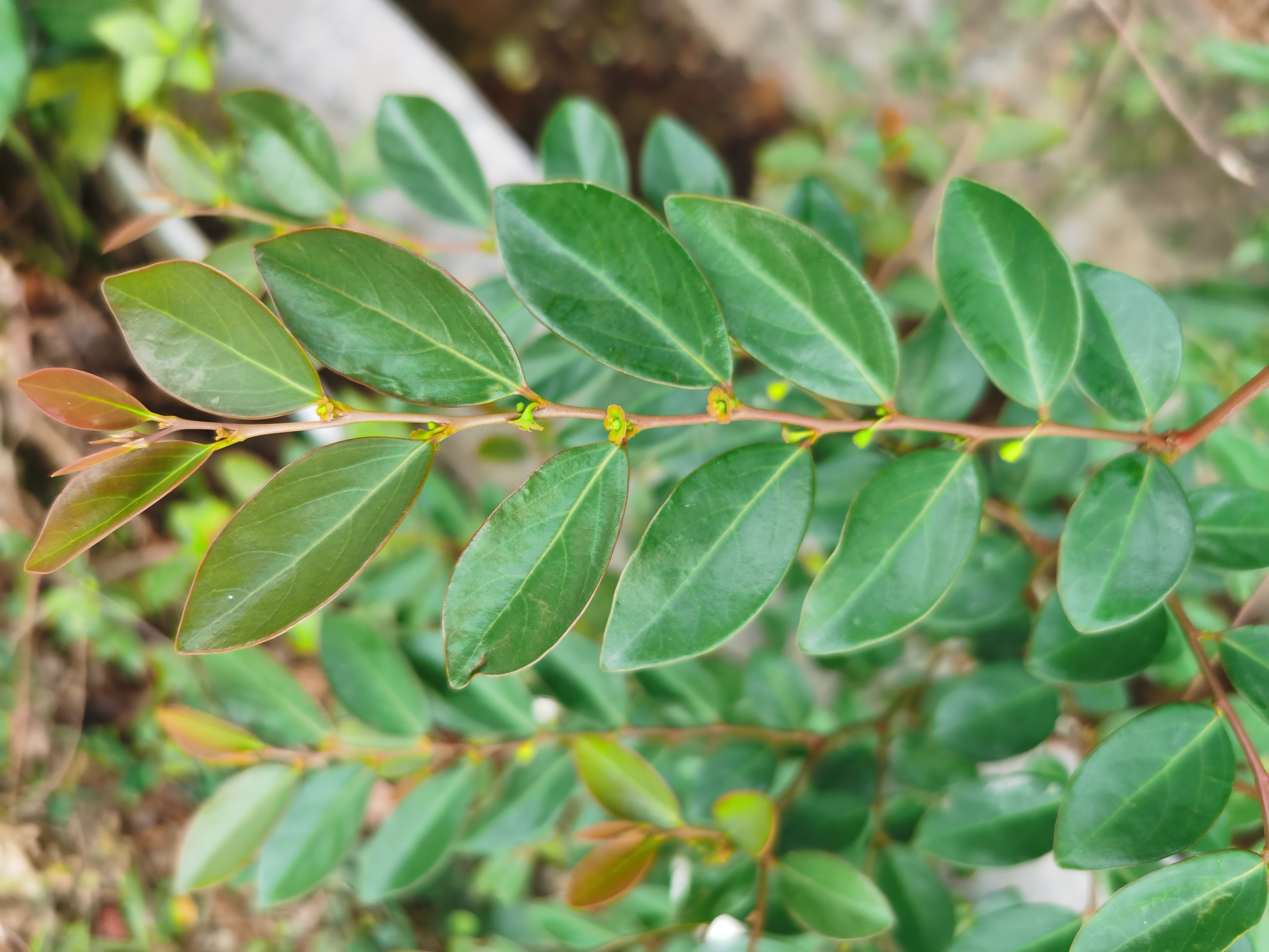 鬼画符图片 植物图片图片