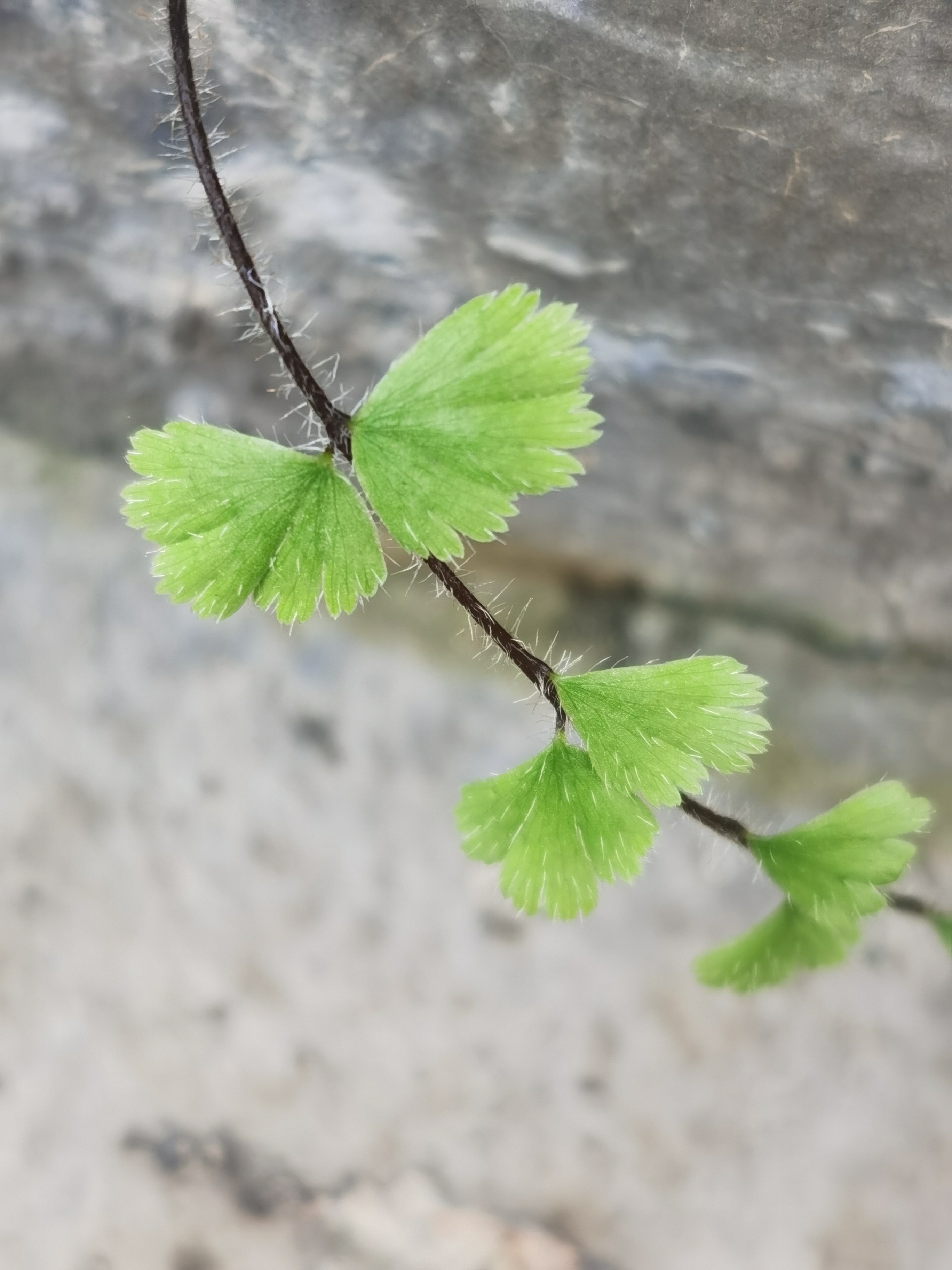 铁线蕨,别名:铁丝草,少女的发丝,铁线草,水猪毛土.