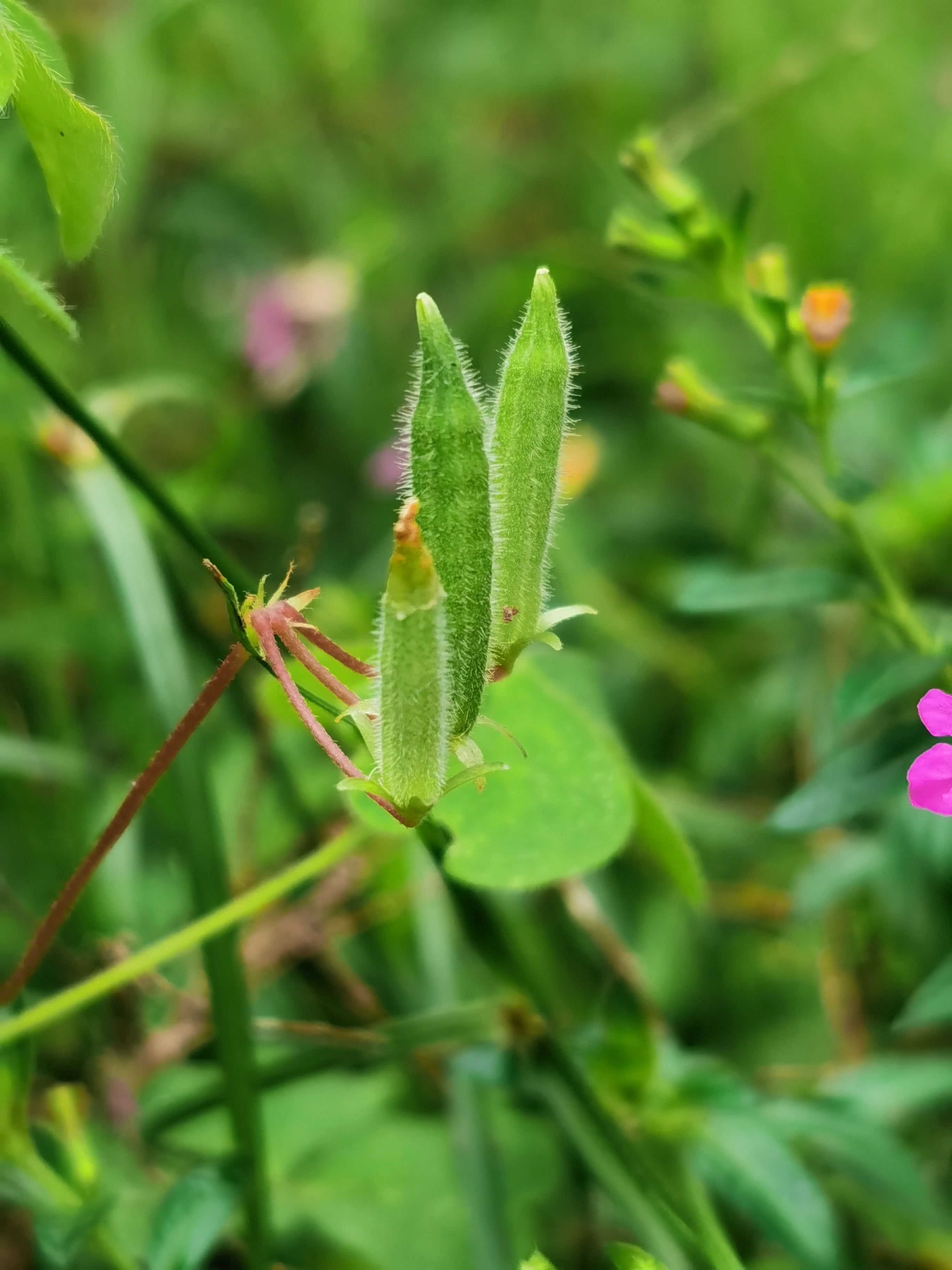 黄花酢浆草,别名:酢浆草,小本盐酸仔草,盐酸仔草,盐酸草,酸味草,三叶