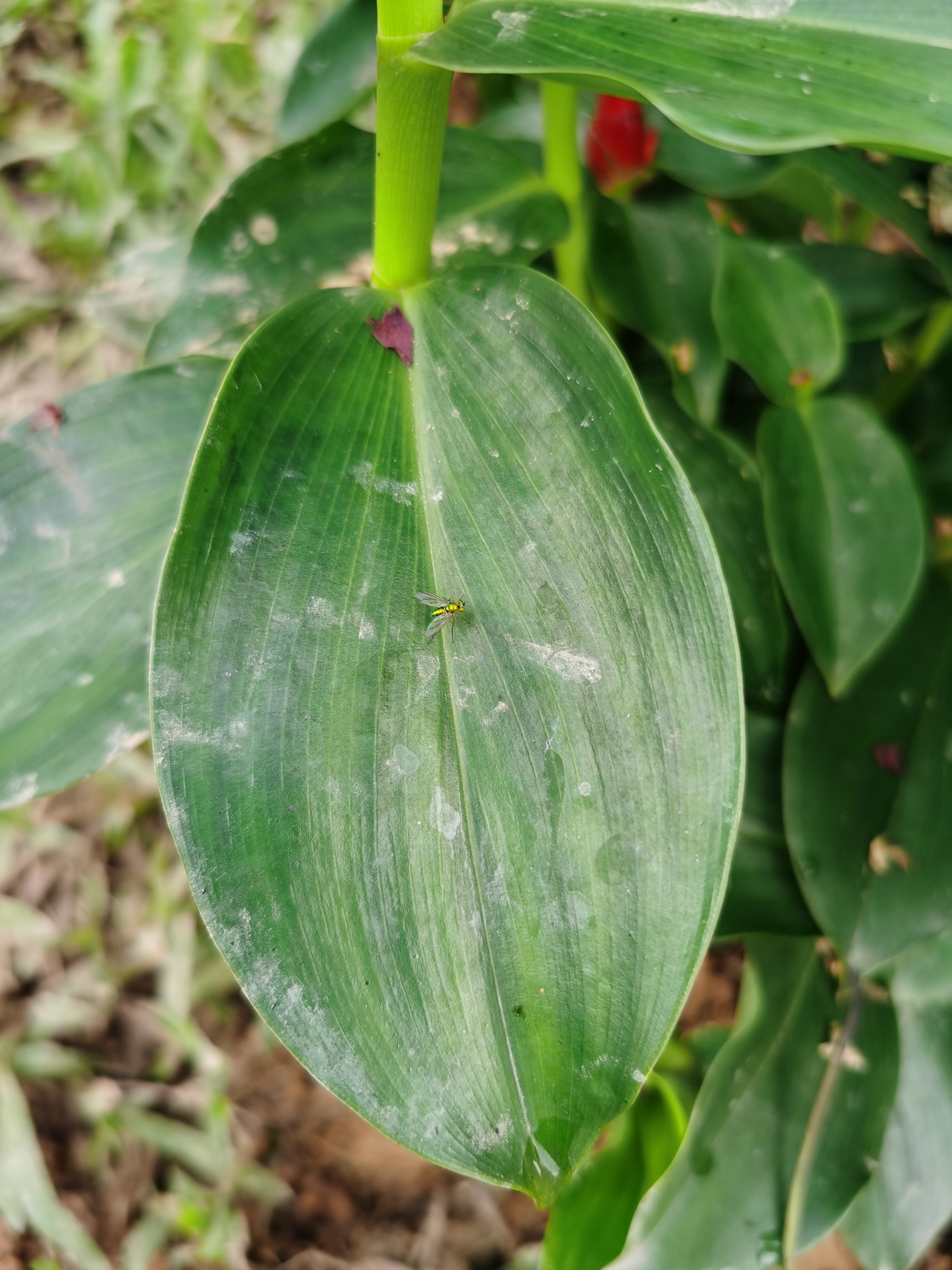 闭鞘姜,别名:白头到老,老妈妈拐棍,广商陆,水蕉花等.