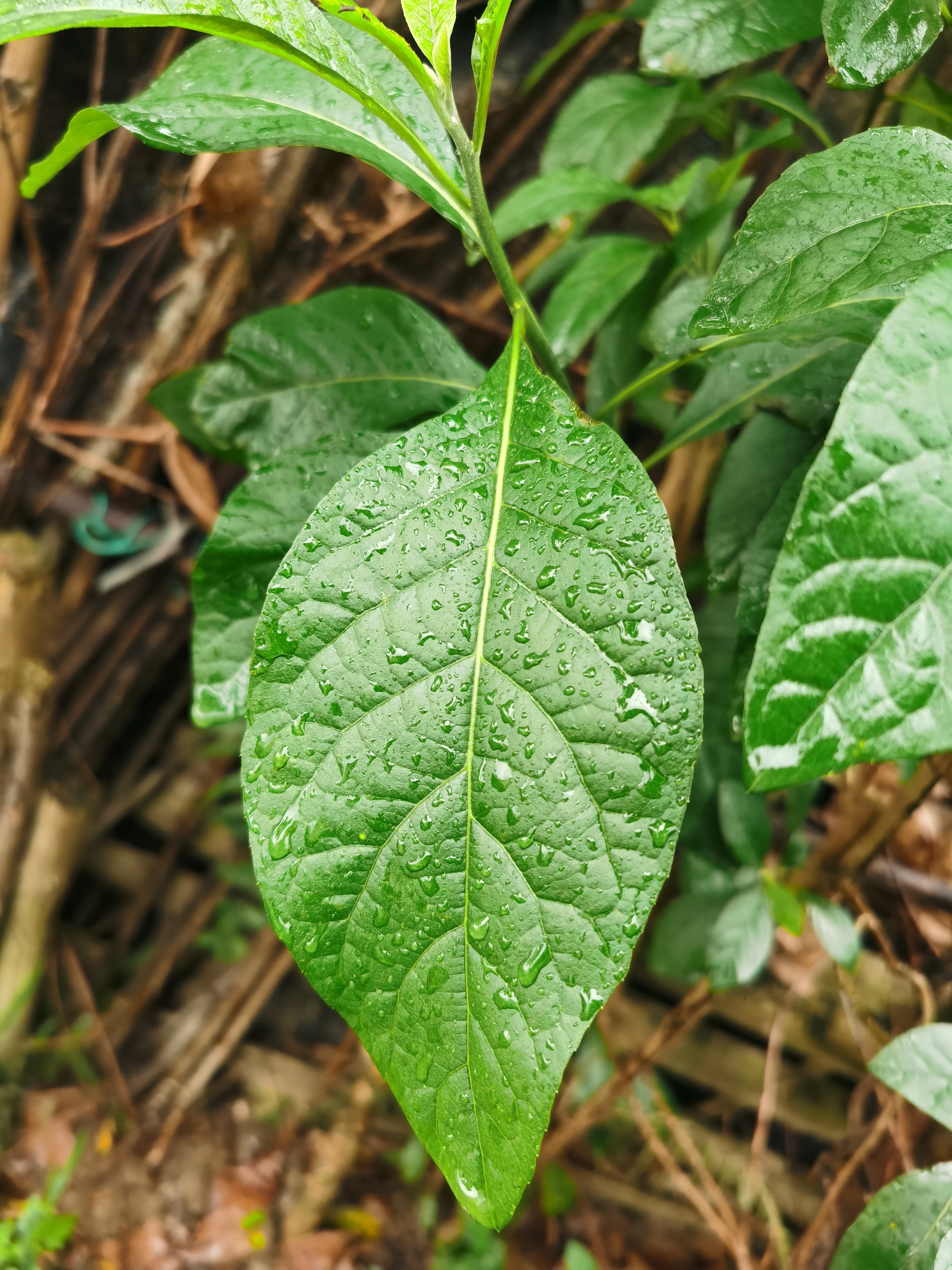 扁桃关鸠菊,别名:桃叶斑鸠菊,杏叶斑鸠菊,神奇叶,尖尾凤,肝连,苦树