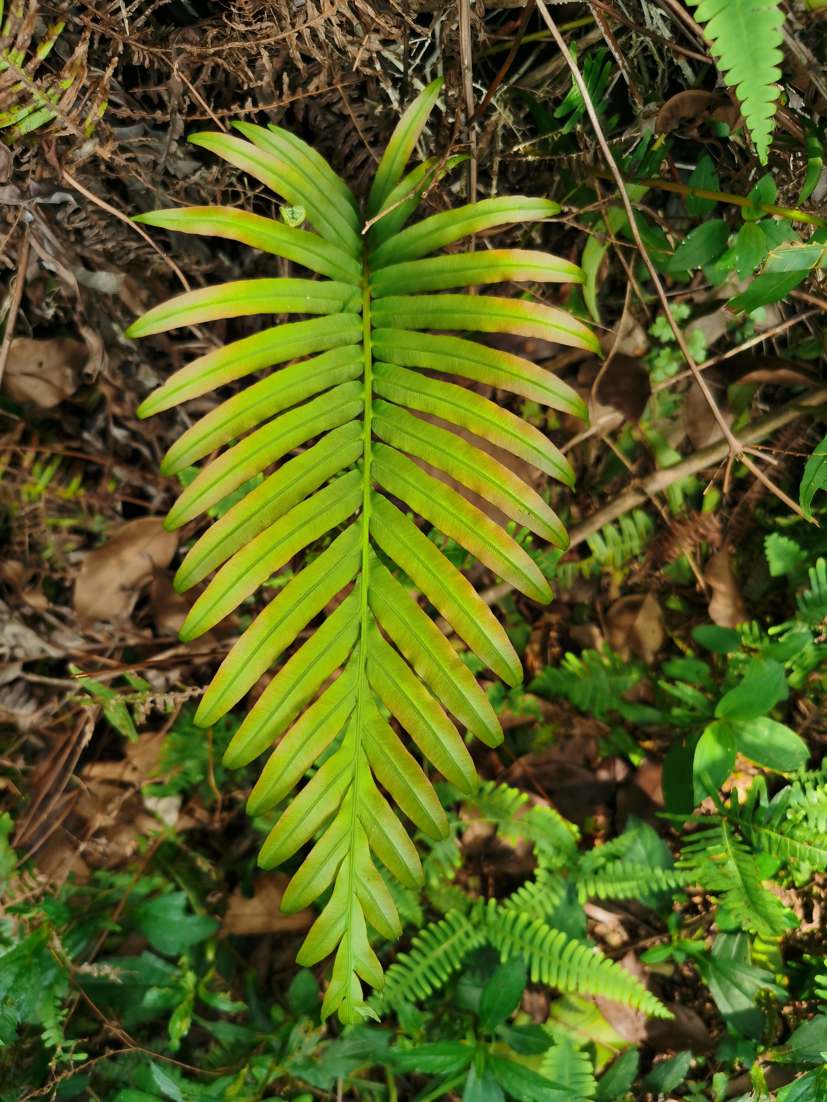 野管仲植物的图片图片