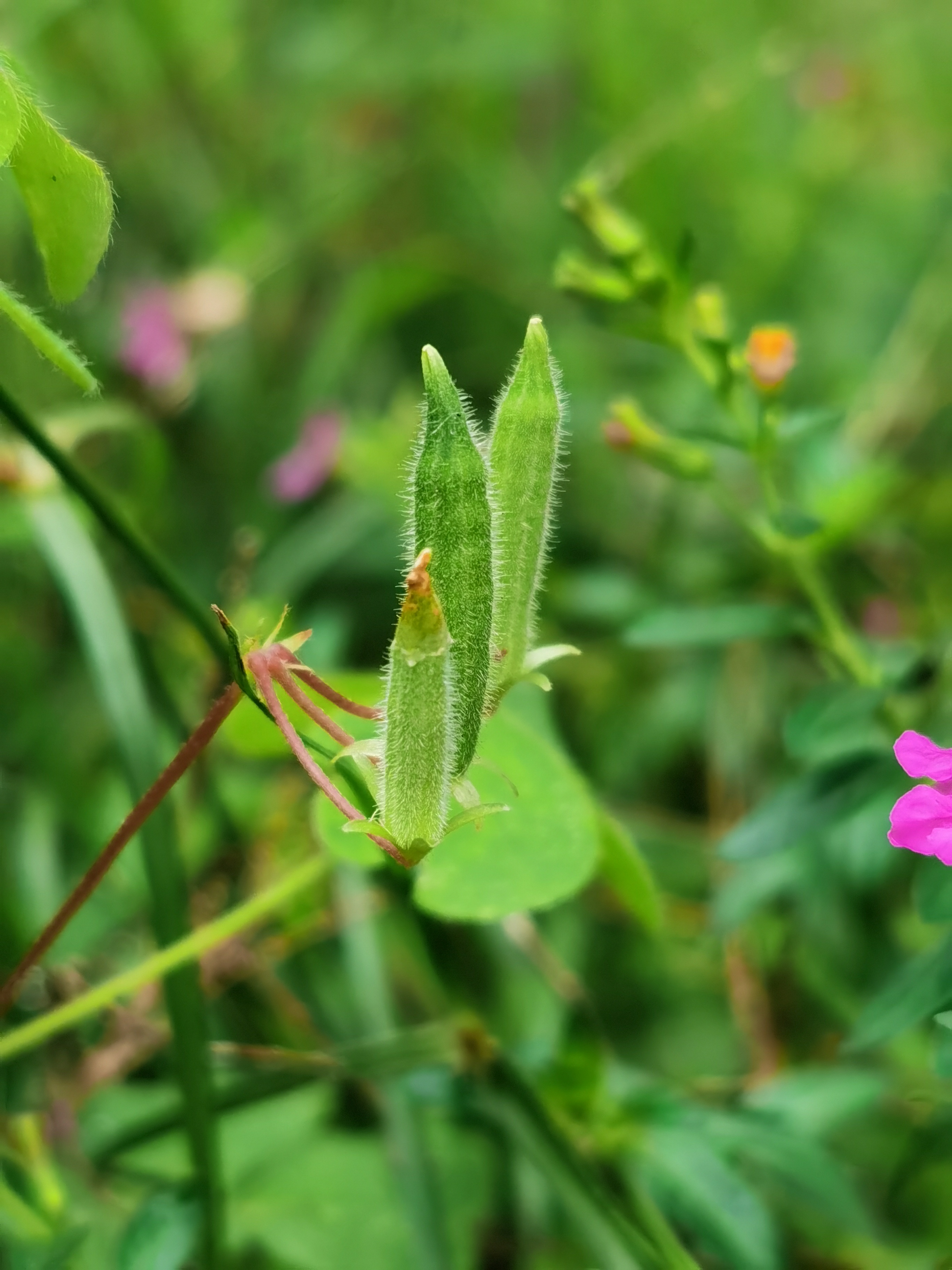 酢浆草,别名:黄花酢浆草,小本盐酸仔草,盐酸仔草,盐酸草,酸味草