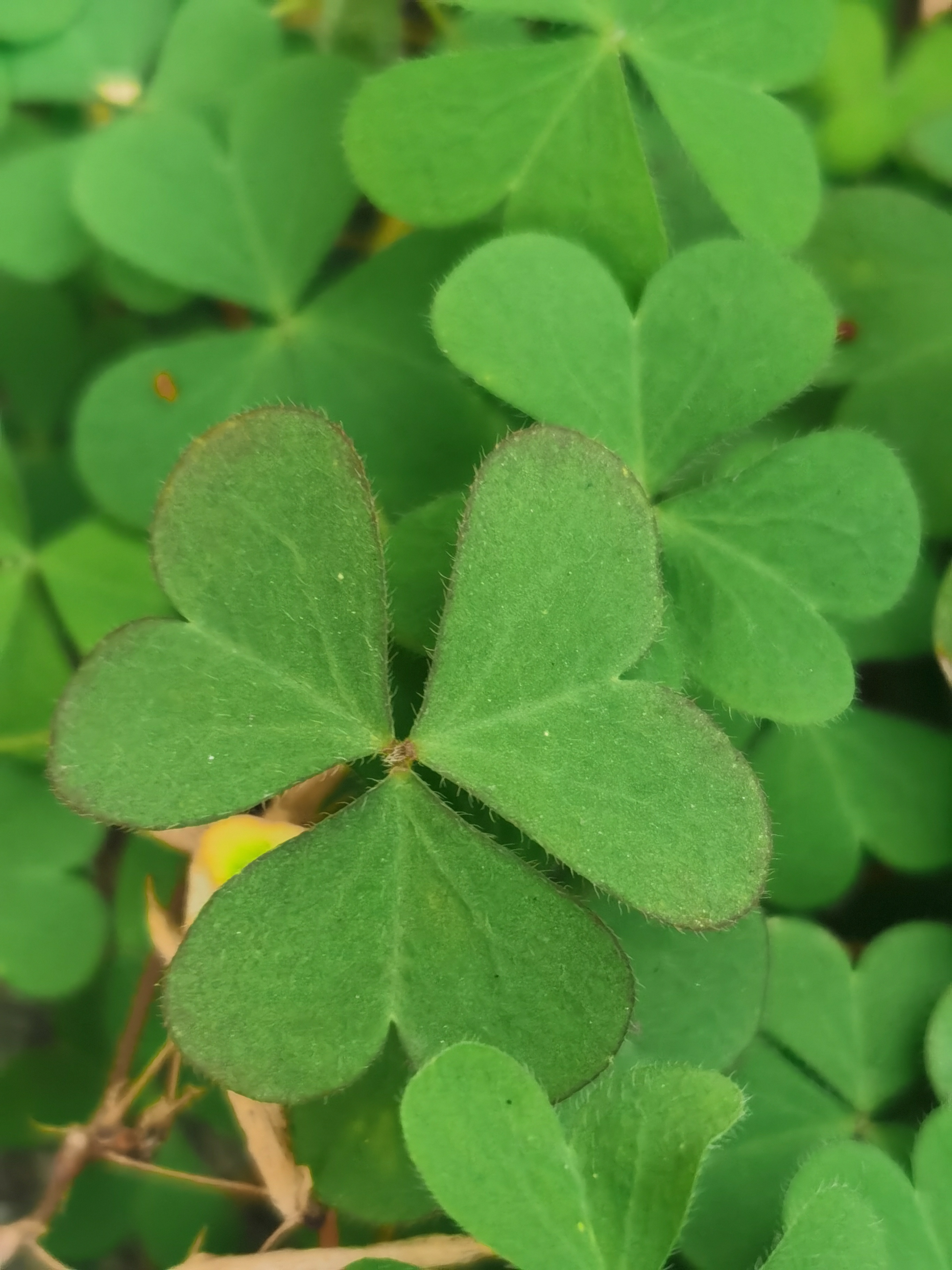 酢浆草,别名:黄花酢浆草,小本盐酸仔草,盐酸仔草,盐酸草,酸味草