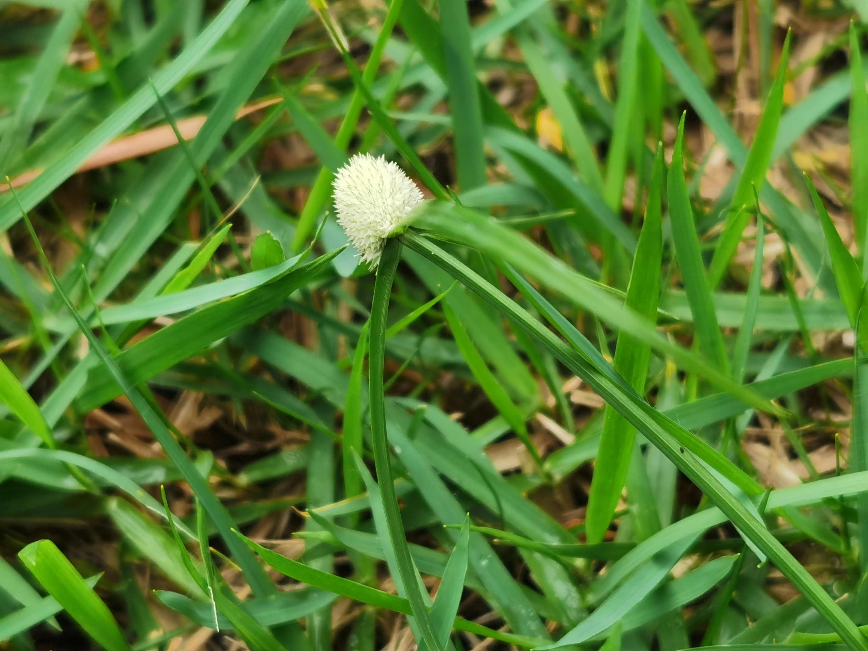 水蜈蚣,别名:	金钮草,三荚草,散寒草,球子草,疟疾草,金牛草,寒气草