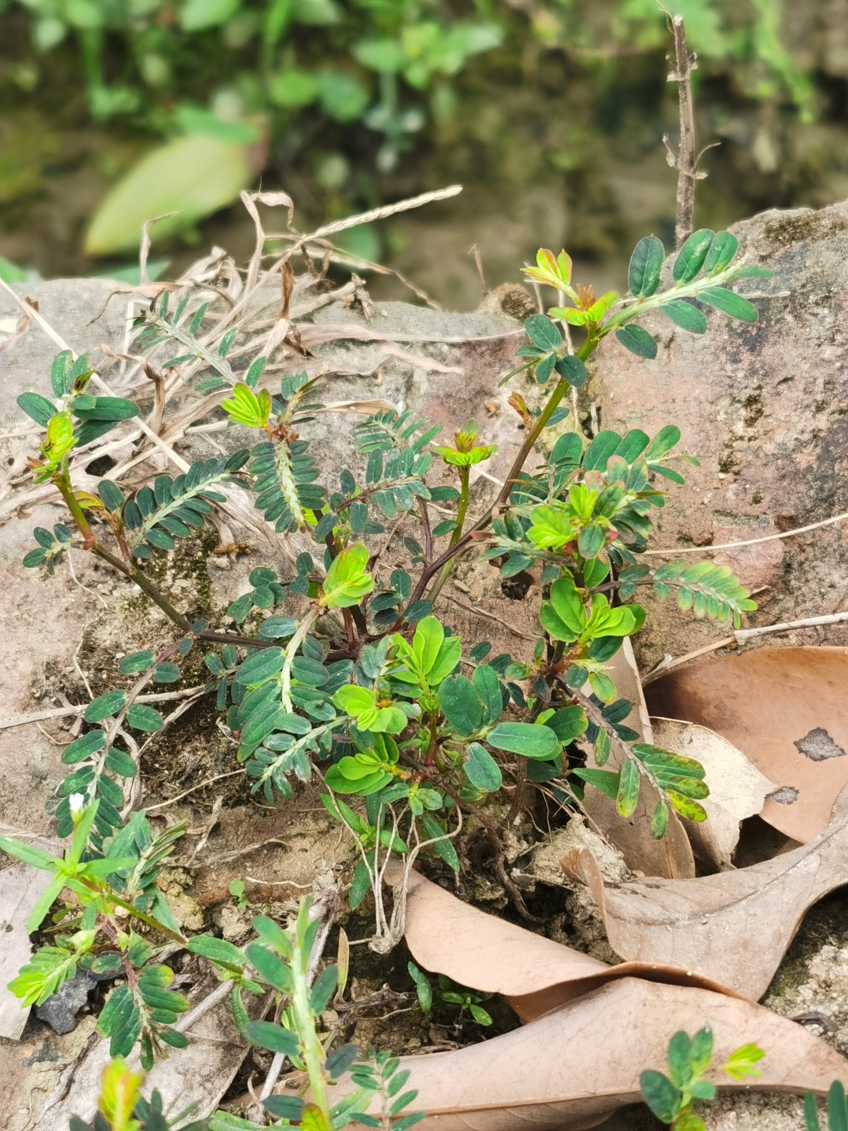 大叶珠药材植物图片图片