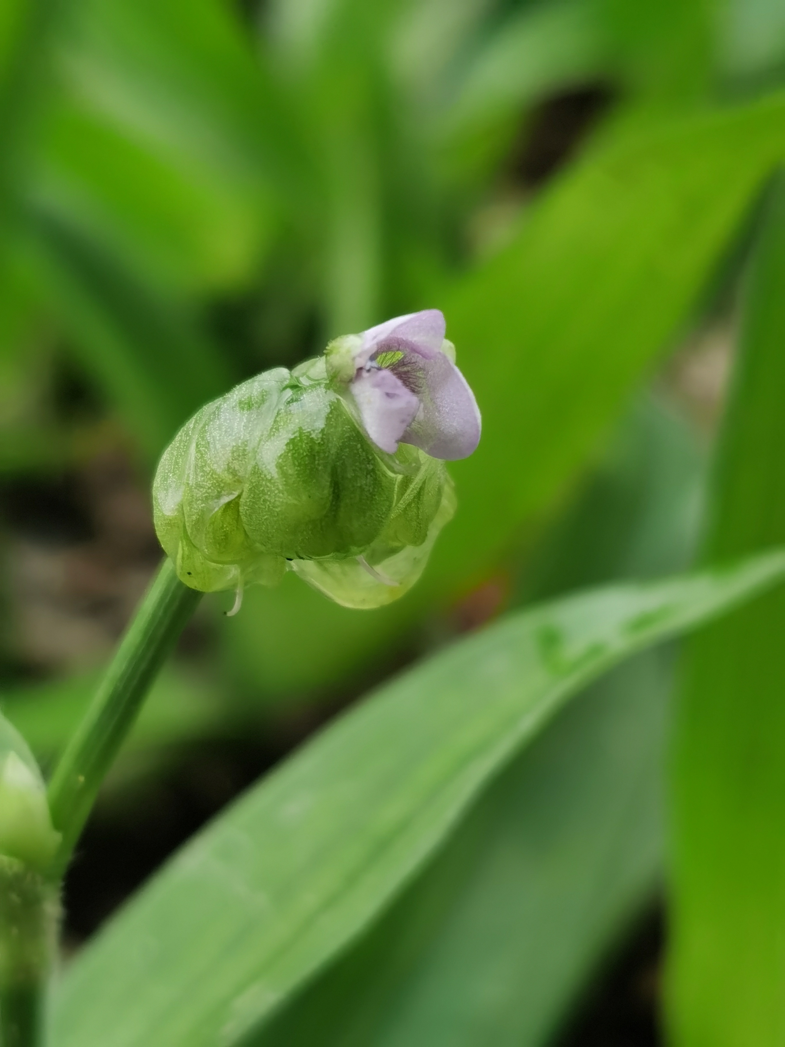 大苞水竹叶,别名:围夹草,青竹壳菜,青鸭跖草,癌草,仙人对坐草等.