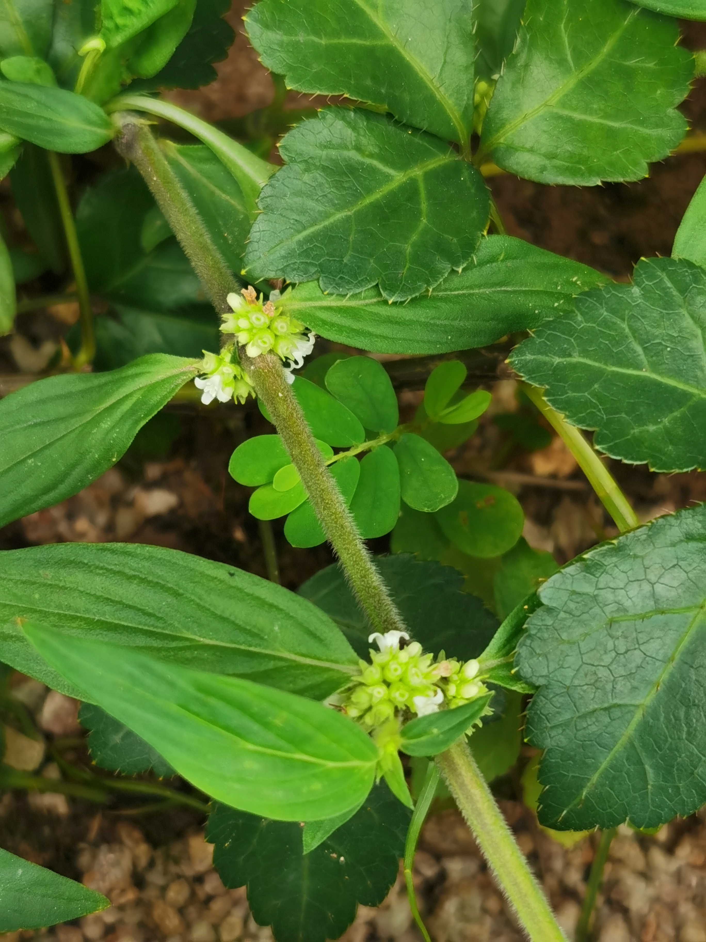 爬地牛奶藤草药图片图片