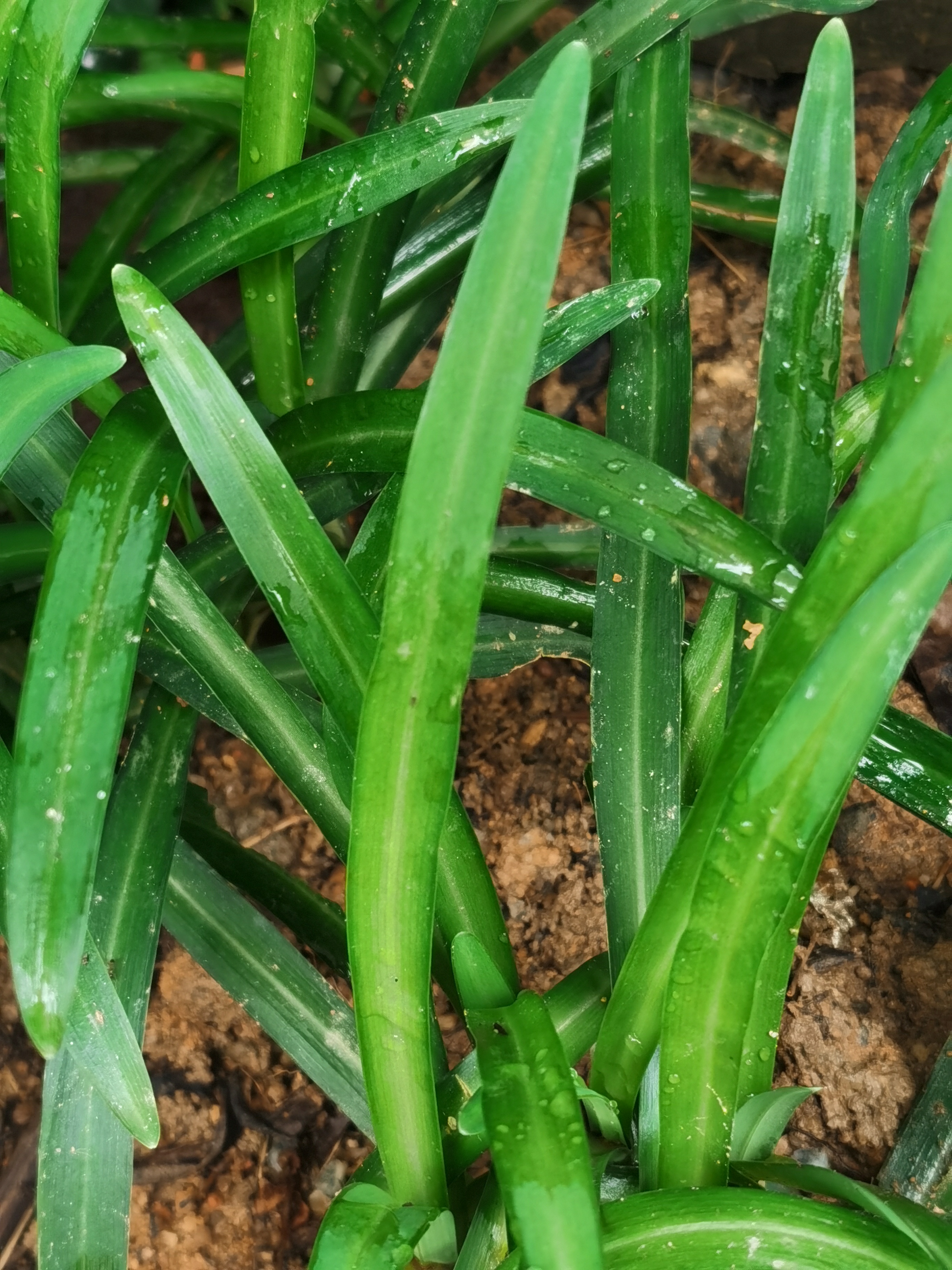 宽叶韭菜,别名:大叶韭,苤菜,葱韭,石韭,大麦韭,扁担韭,岩葱,山韭菜.