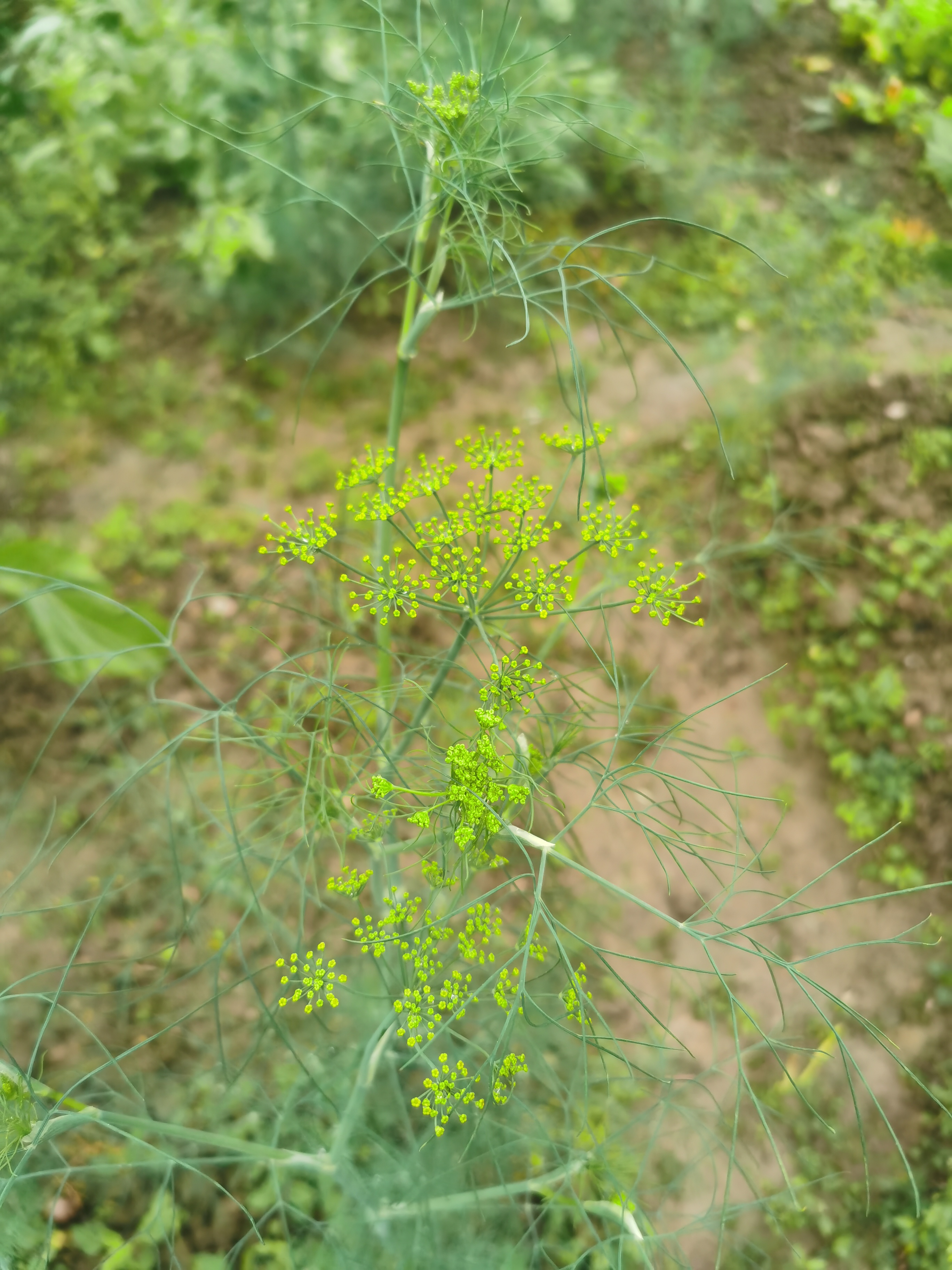 小茴香壁纸图片