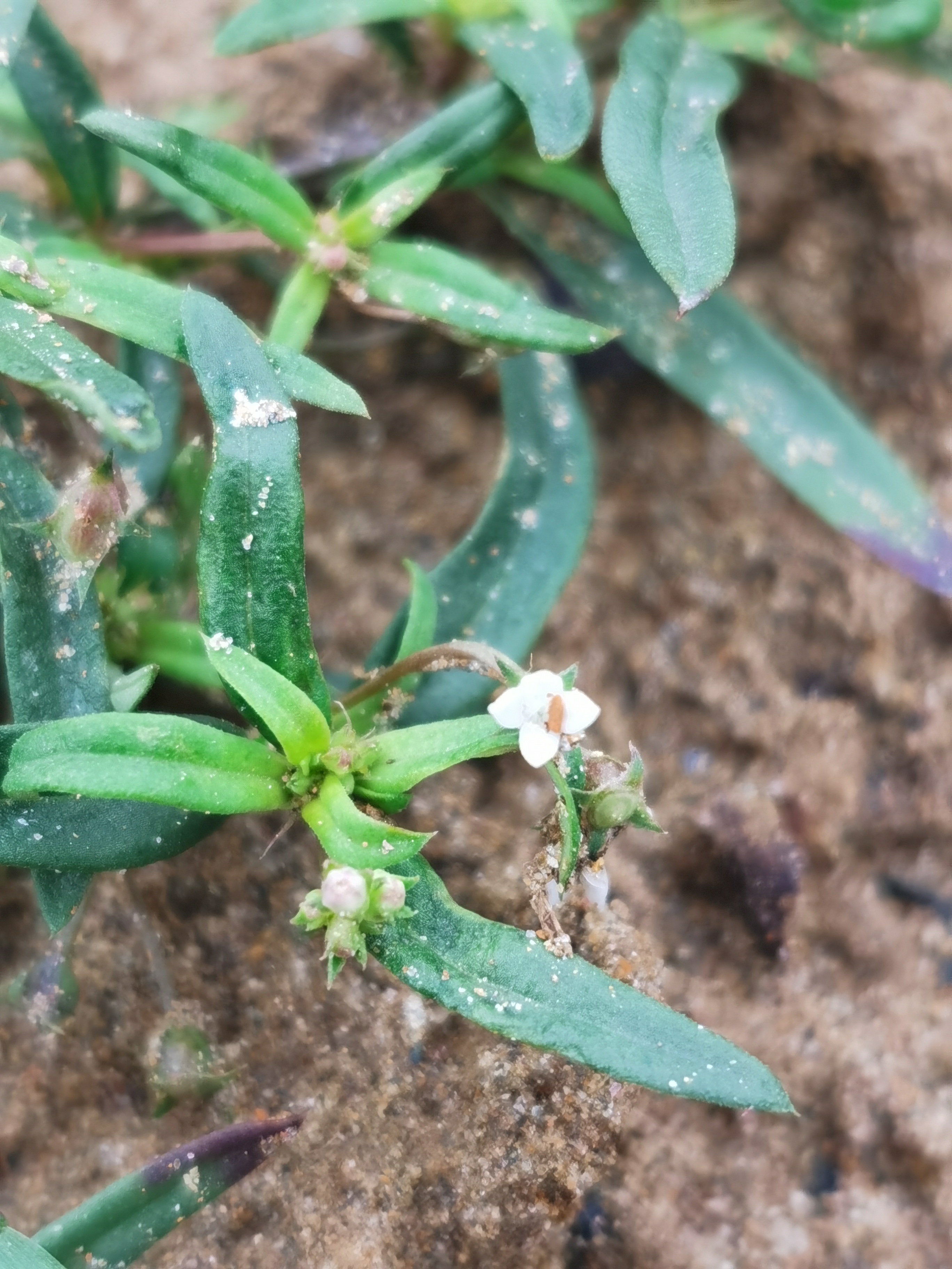 白花蛇舌草形态特征图片