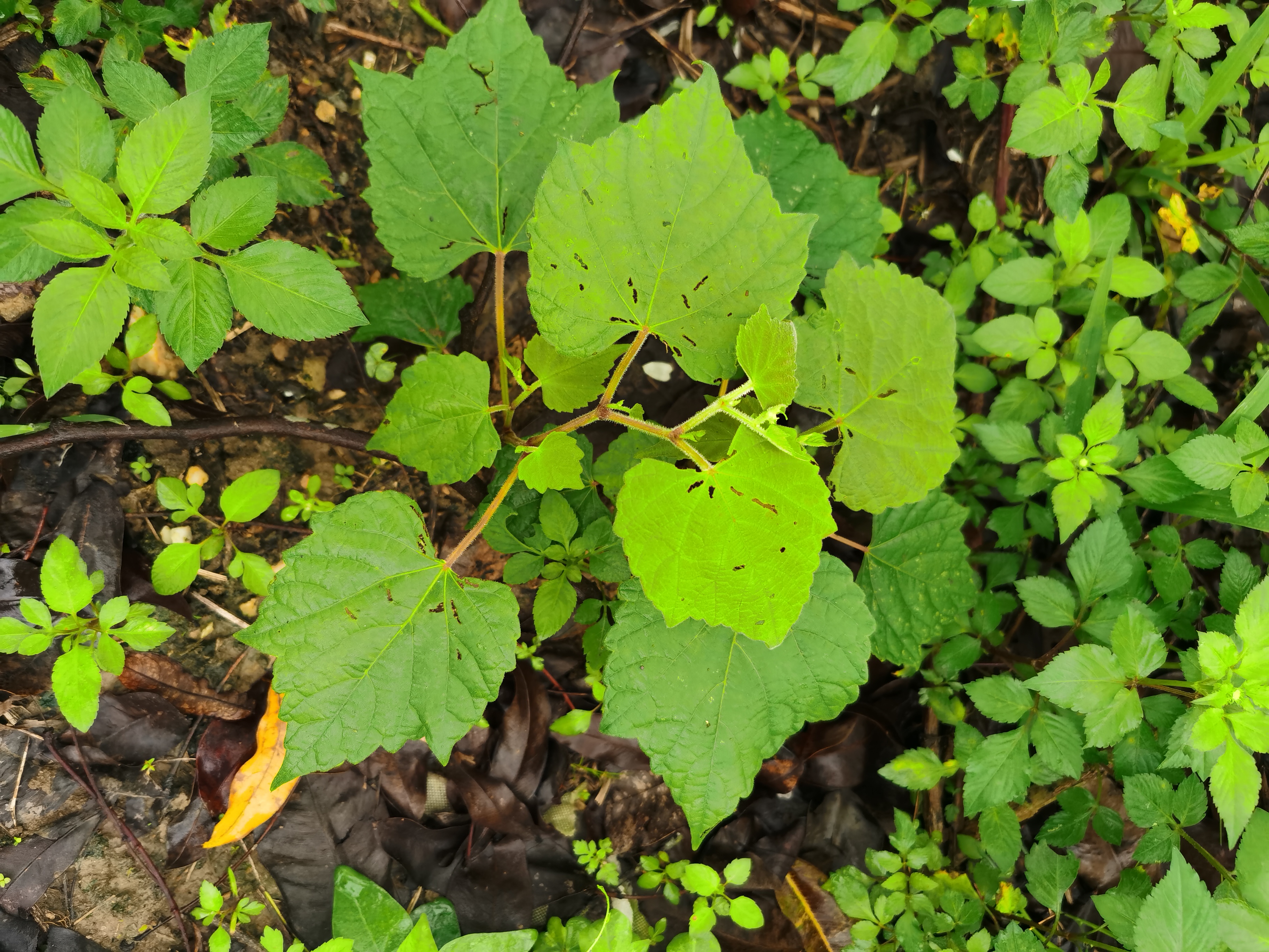 蛇葡萄,别名:蛇白蔹,假葡萄,野葡萄,山葡萄,绿葡萄,见毒消.