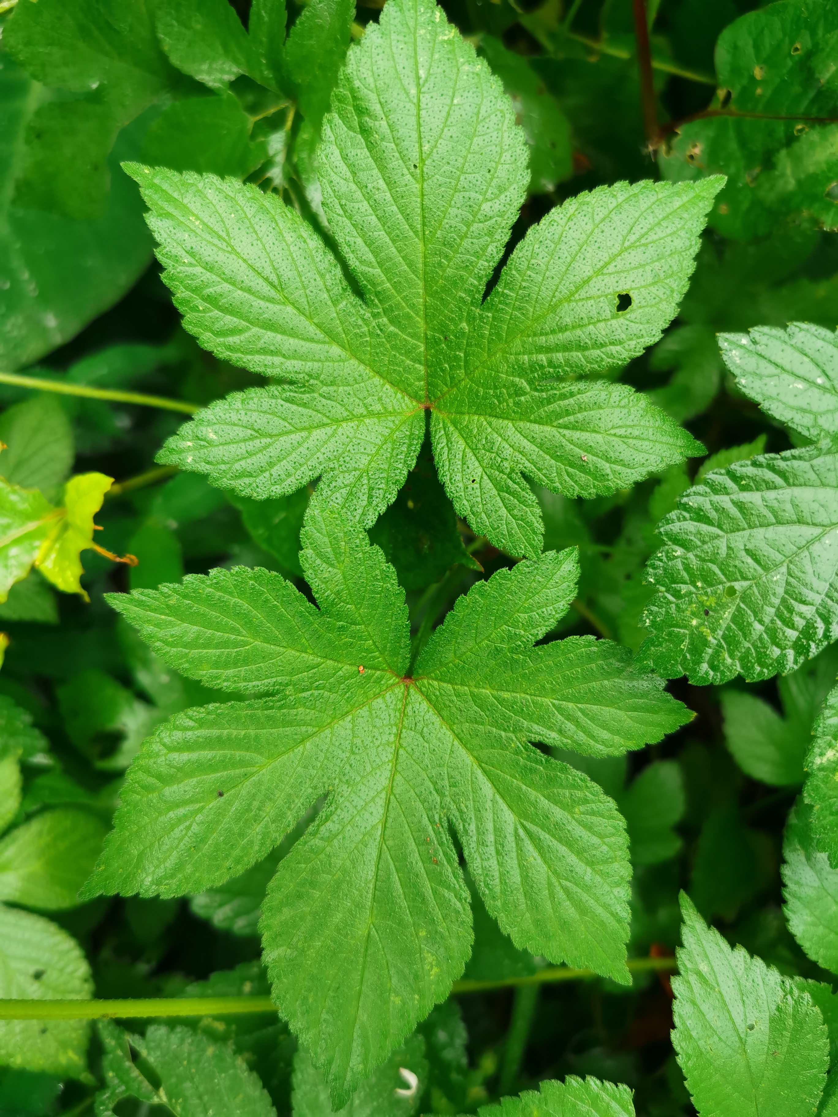 葎草,别名:勒草,黑草,割人藤,锯锯藤,五爪龙,牛跤迹,老虎藤,拉拉藤等