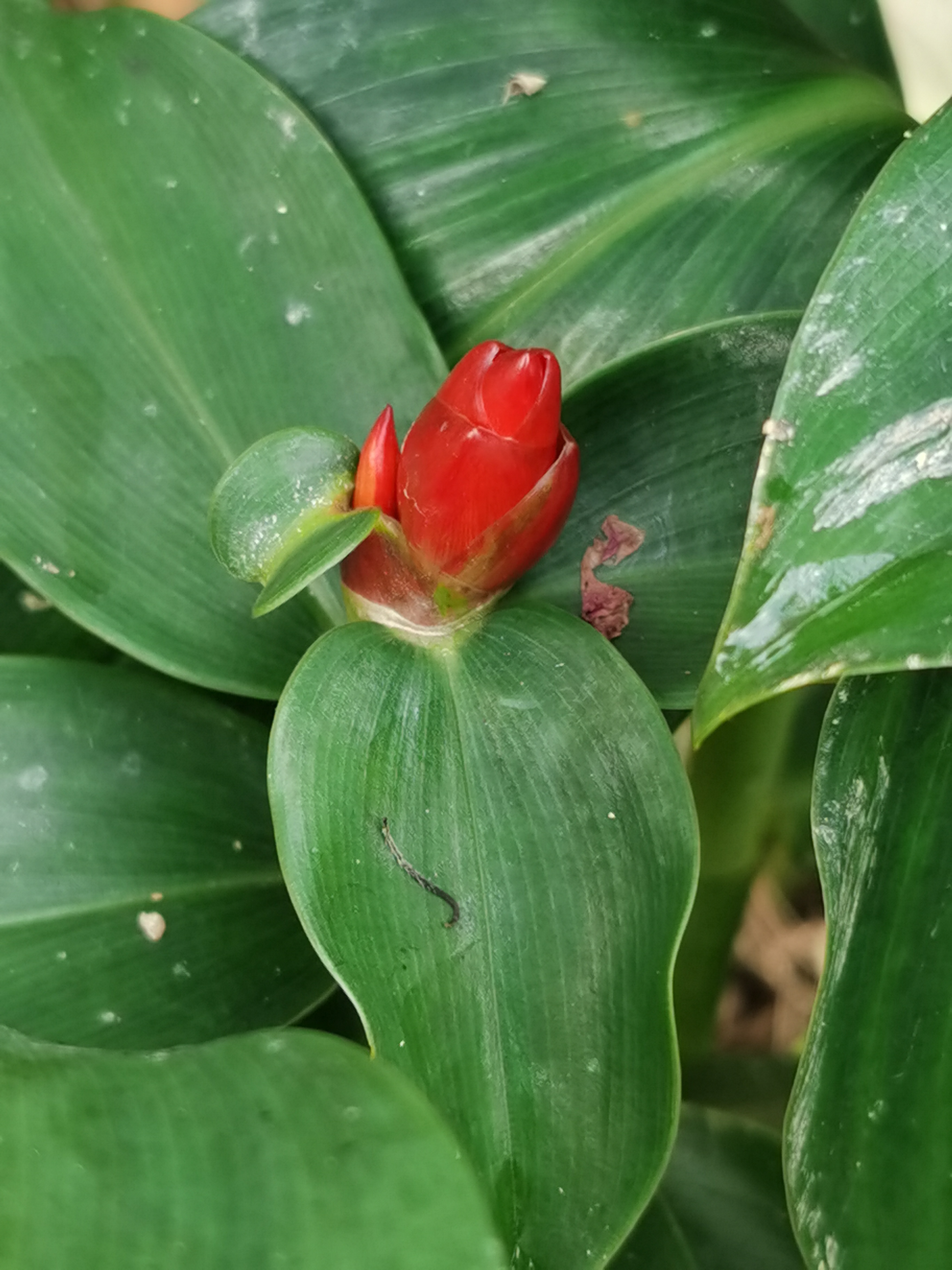 闭鞘姜,别名:白头到老,老妈妈拐棍,广商陆,水蕉花等