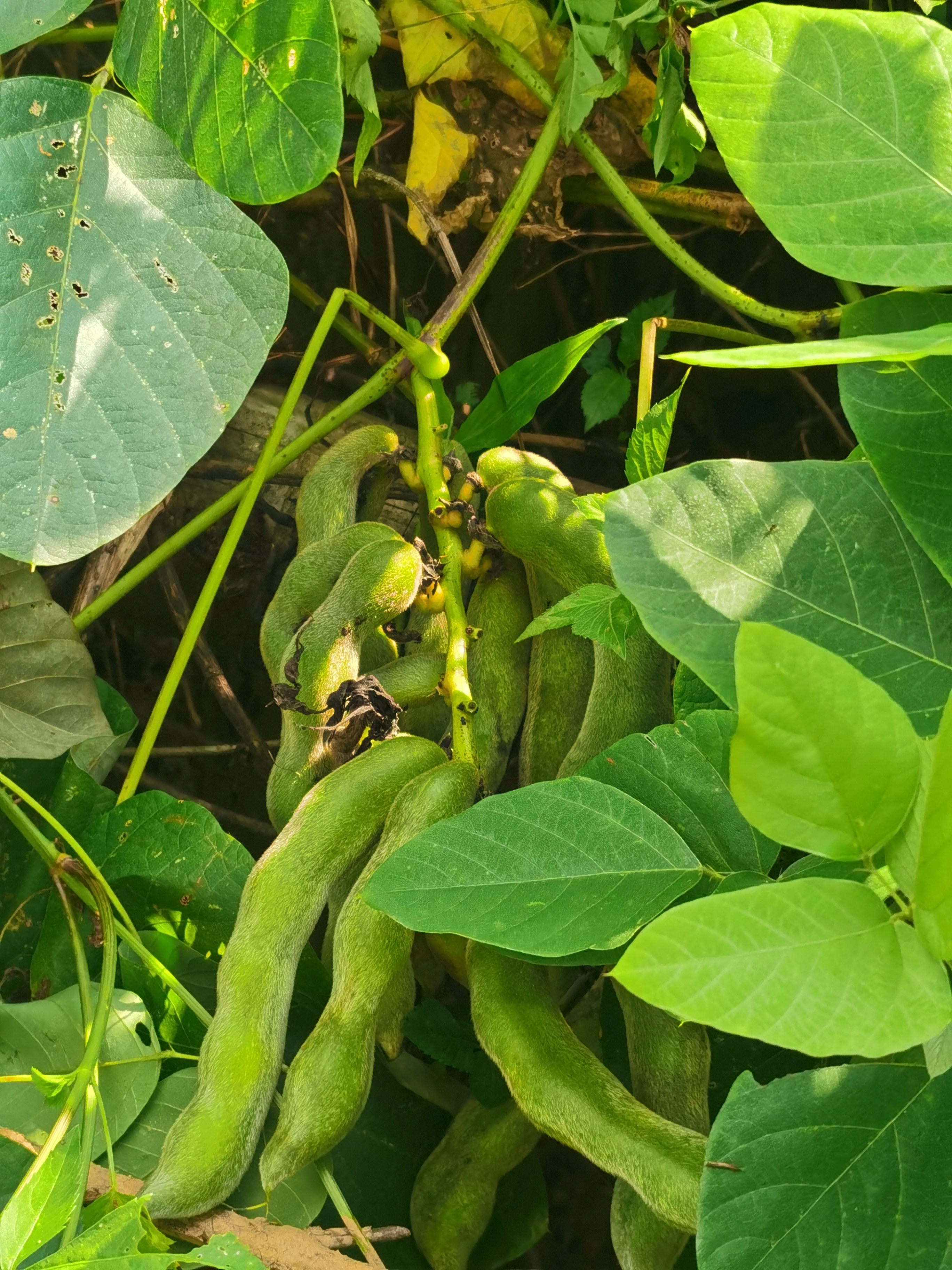狗爪豆