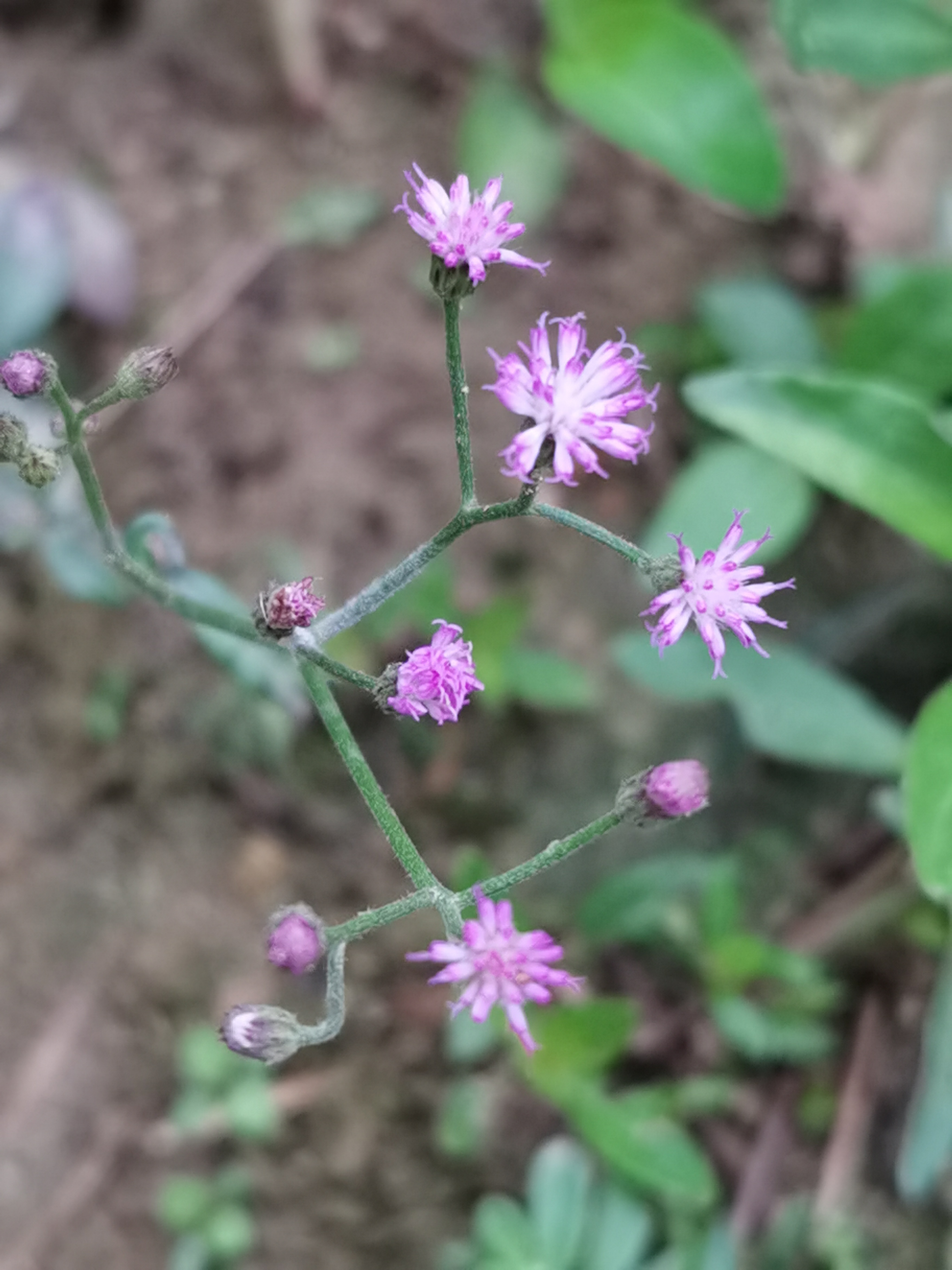 夜香牛,别名:伤寒草,寄色草,消山虎,染色草,缩盖斑鸿菊,拐棍参.
