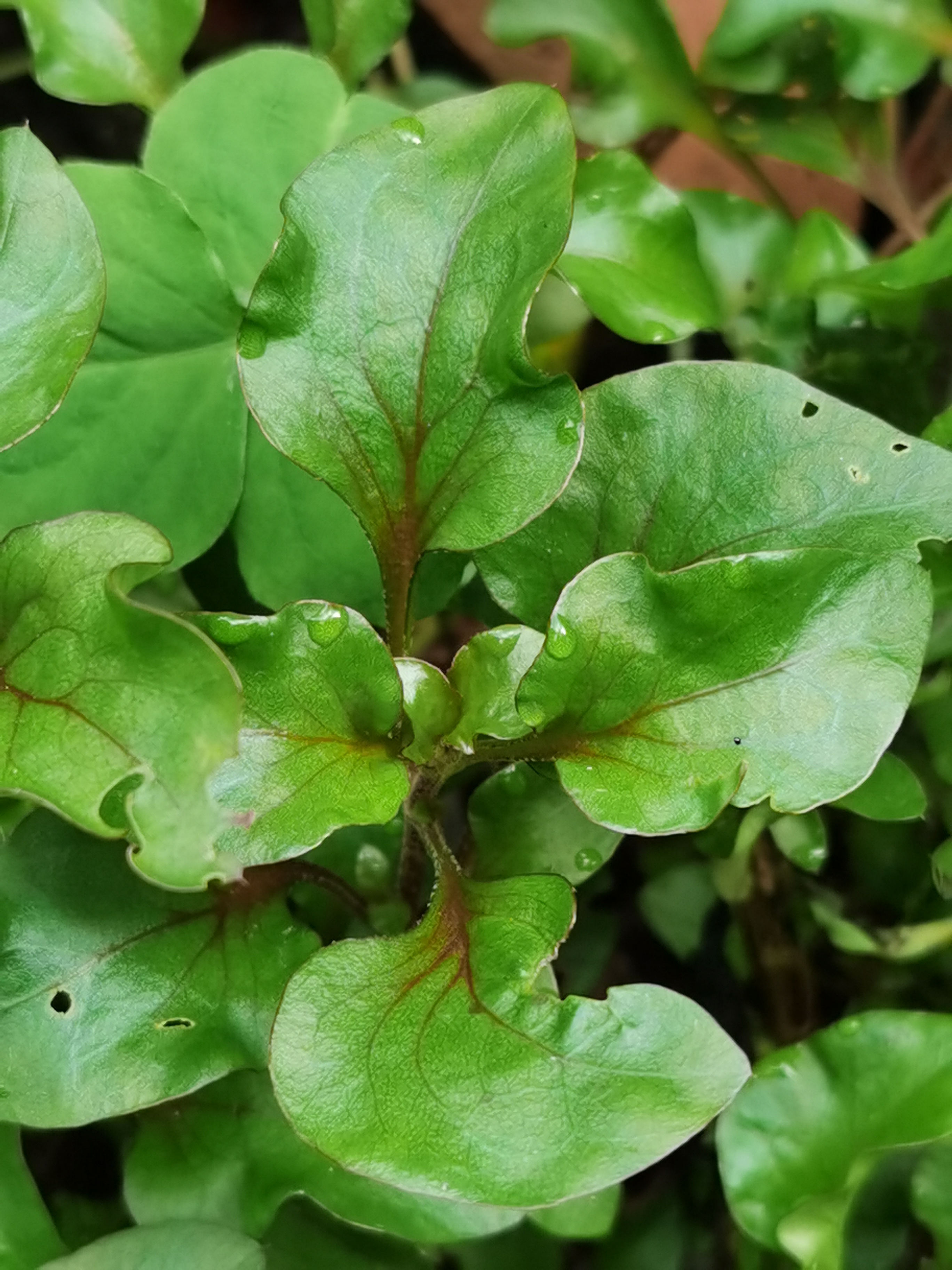 锦秀苋,别名:旱地西洋菜,五色草,红莲子草,红草,红节节草.
