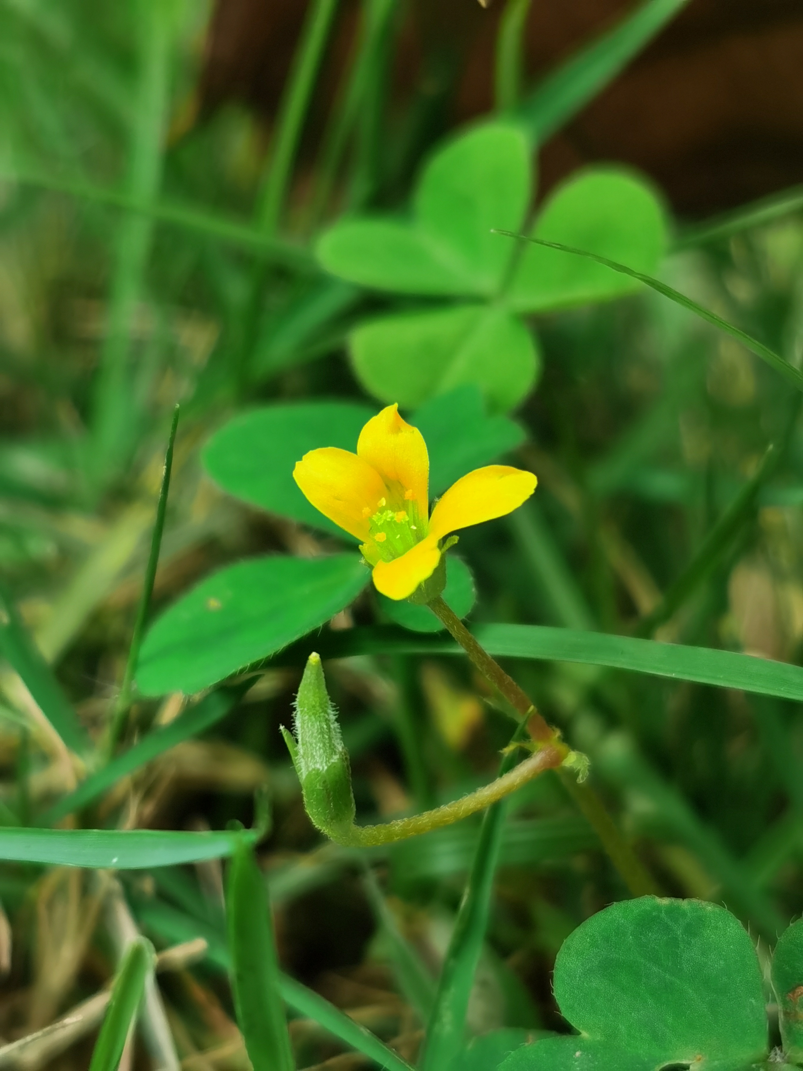 黄花酢浆草,别名:酢浆草,小本盐酸仔草,盐酸仔草,盐酸草,酸味草,三叶