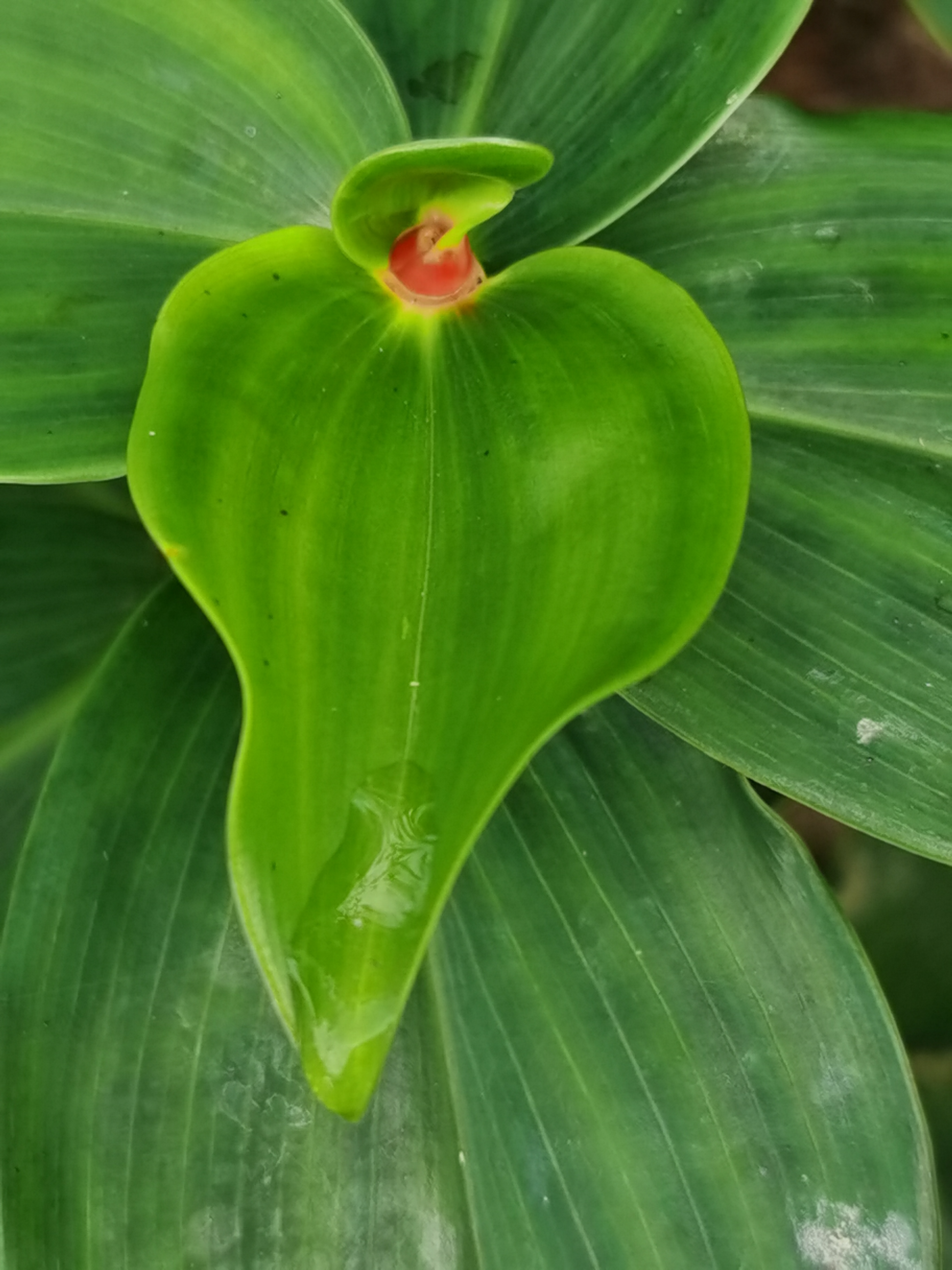 闭鞘姜,别名:白头到老,老妈妈拐棍,广商陆,水蕉花等