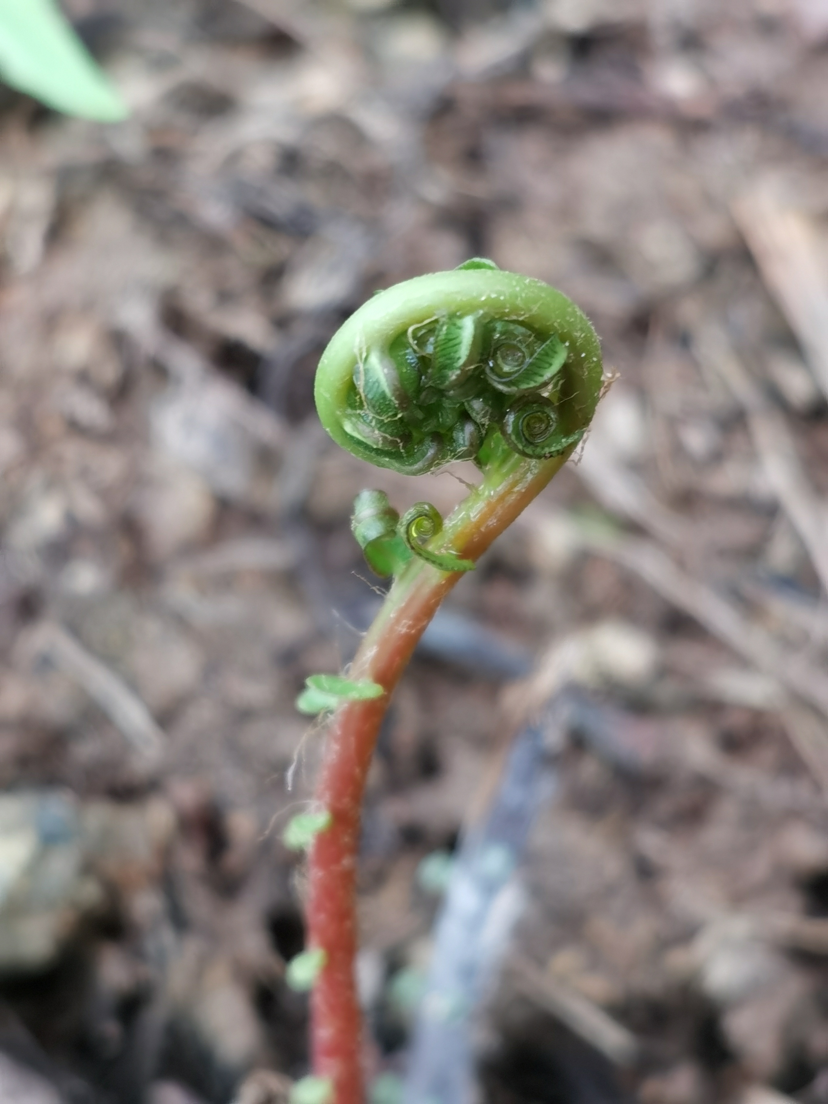 野管仲植物的图片图片