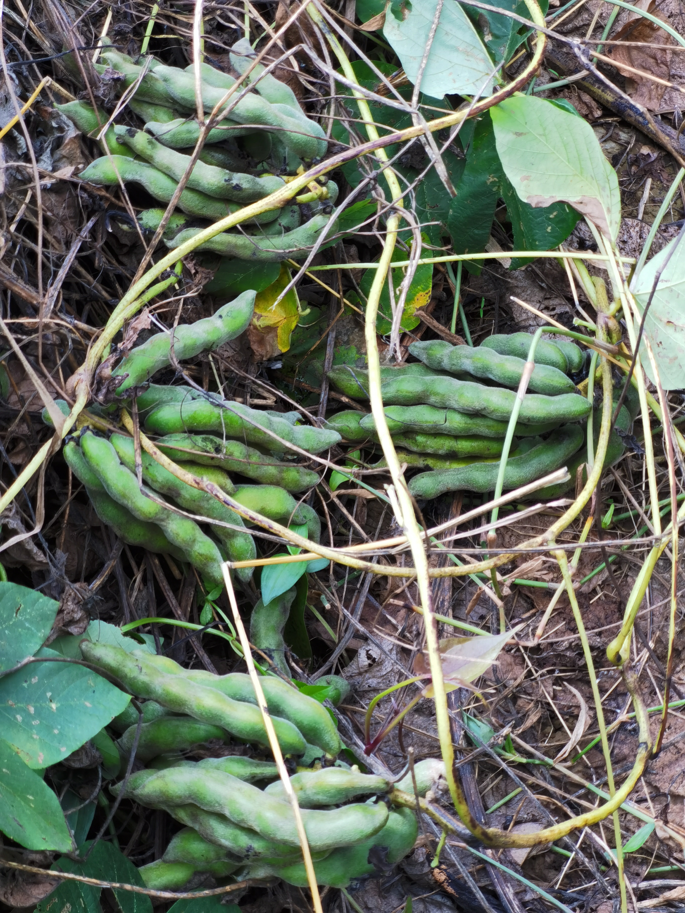 狗爪豆