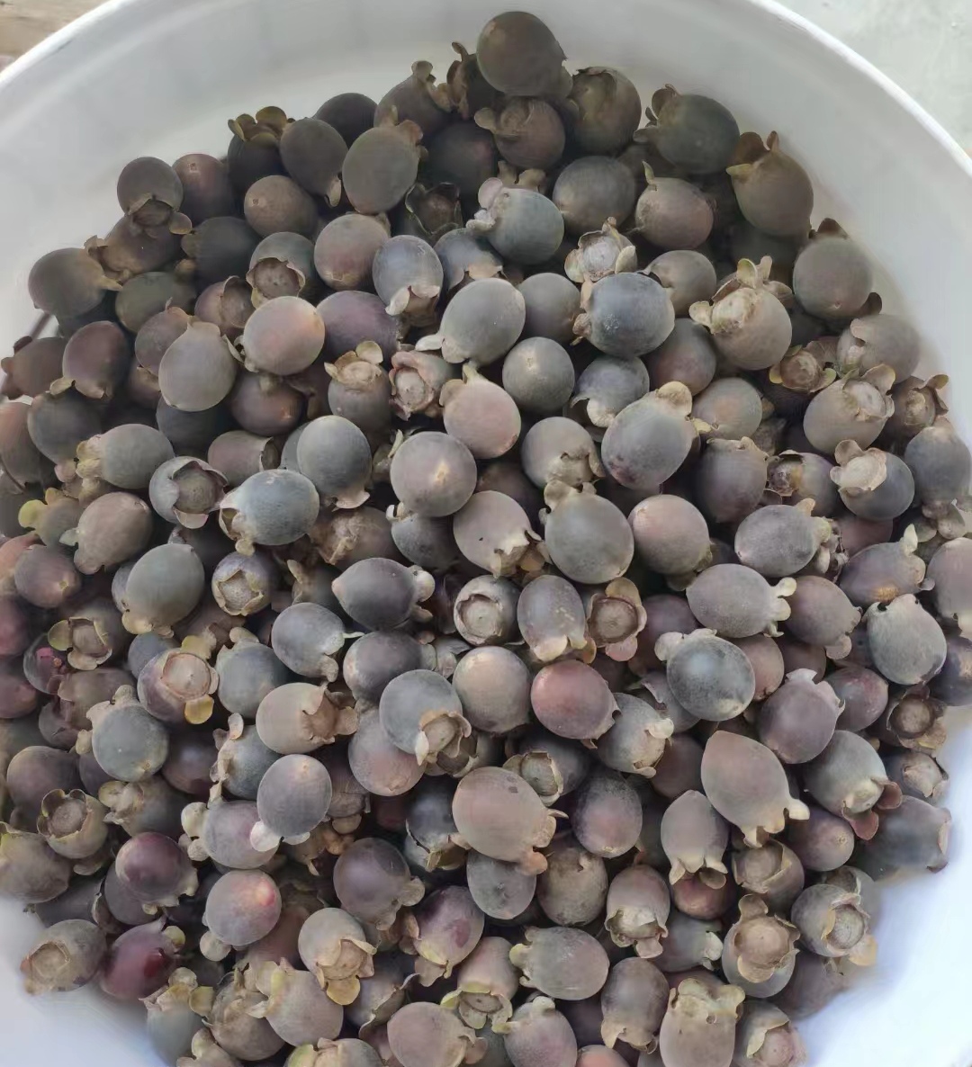 稔子树,学名:桃金娘.