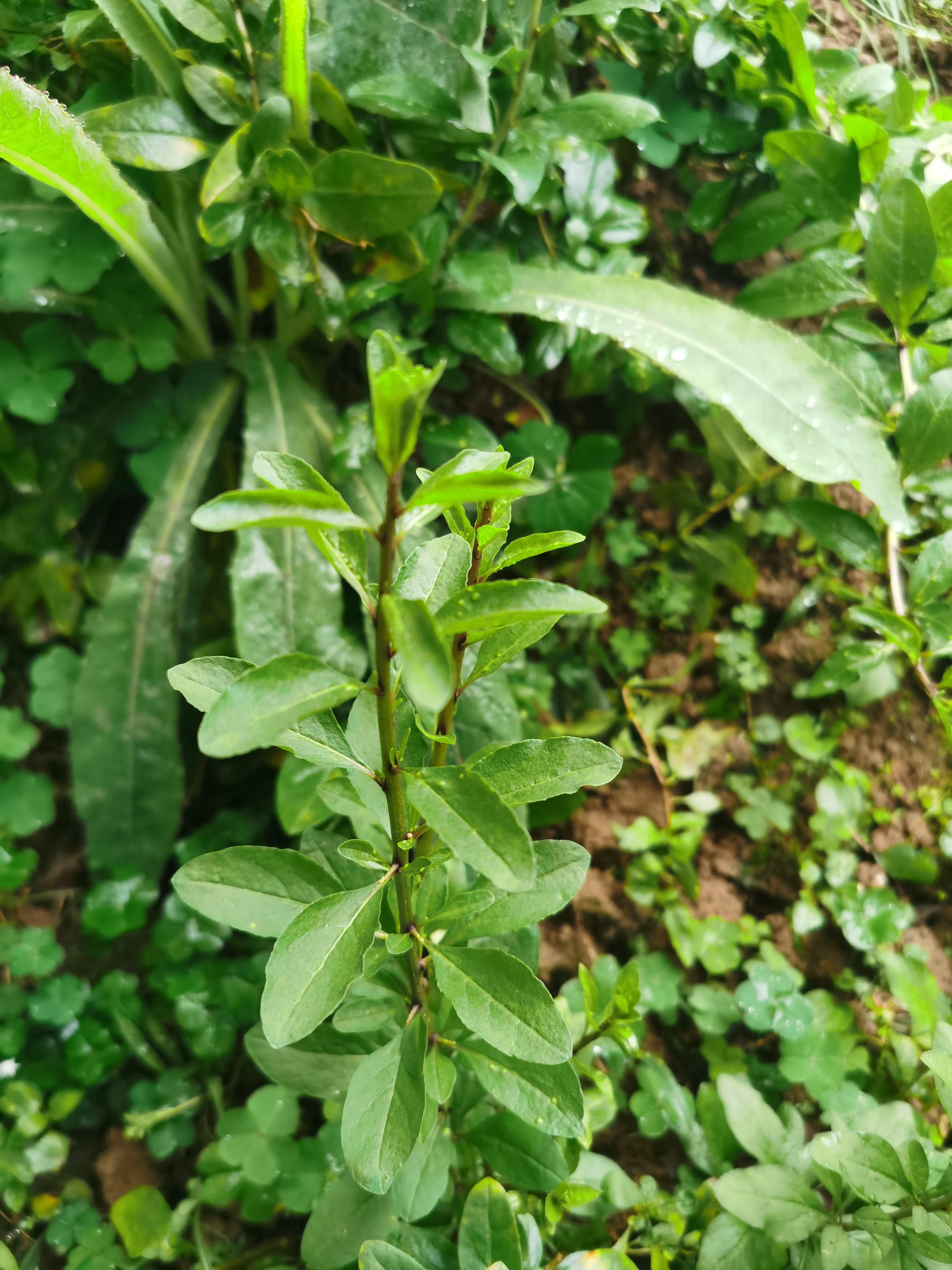 枸杞菜,别名:枸杞,地骨,枸杞苗,地仙苗,枸杞尖,天精草,地骨,枸杞菜