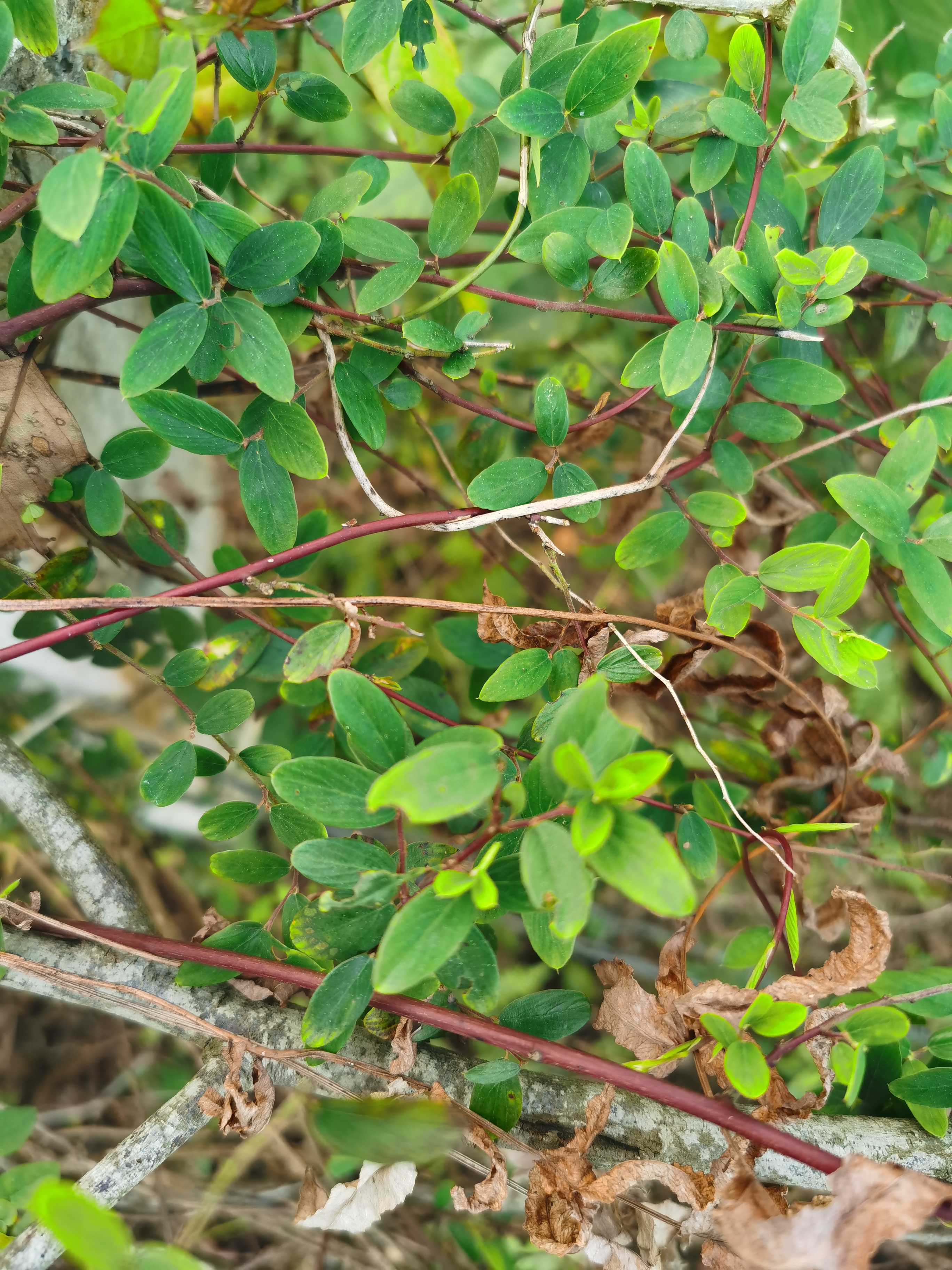铁包金,别名老鼠屎.