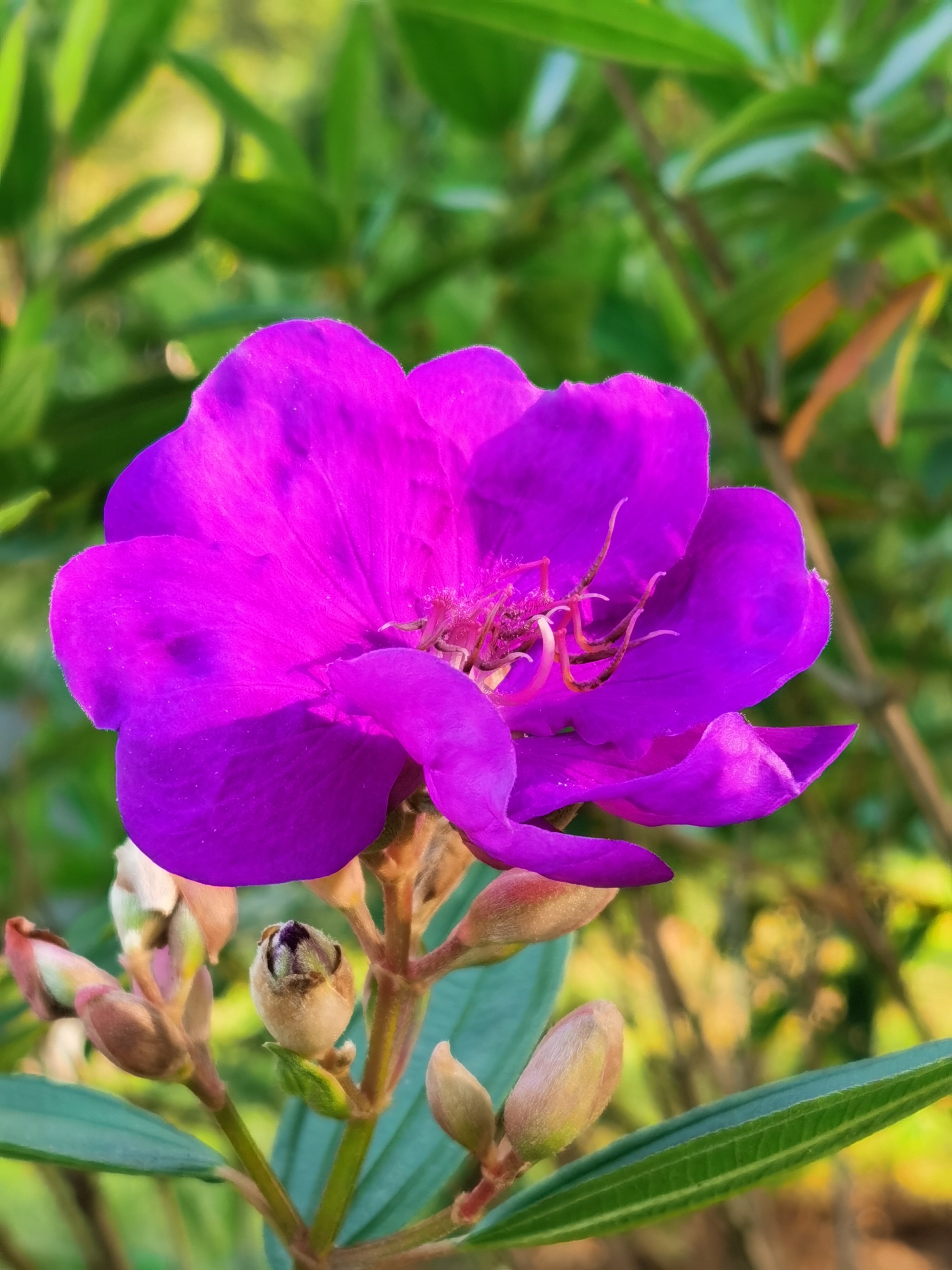 紫花野牡丹图片