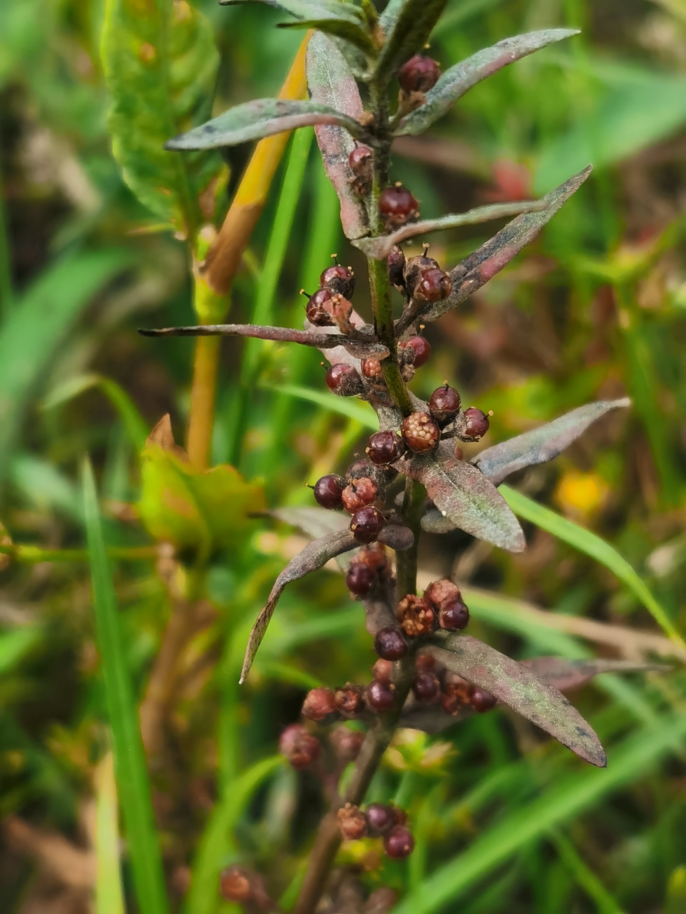 水苋菜,别名仙桃草,结筋草.