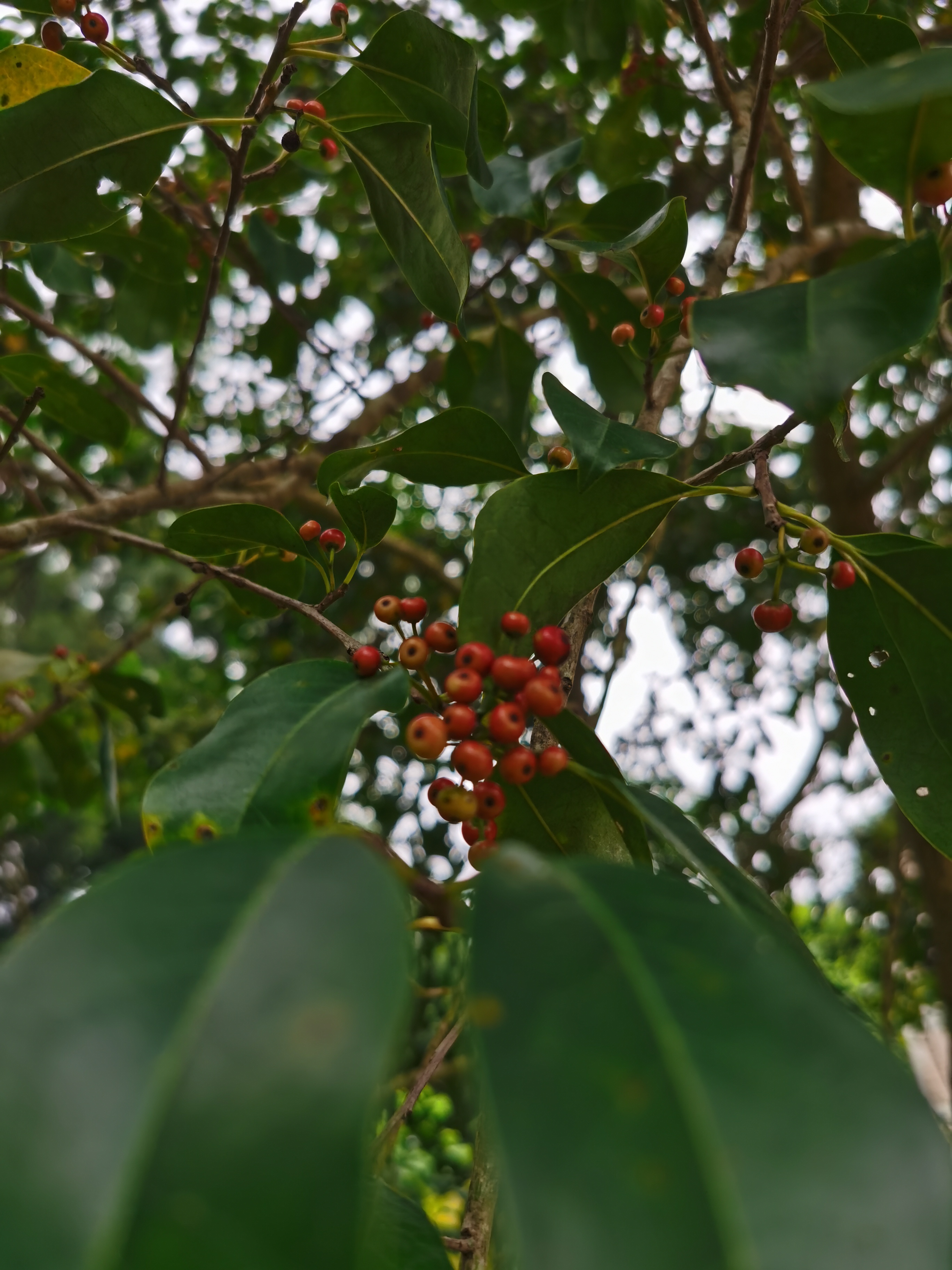 白银香又叫铁冬青.