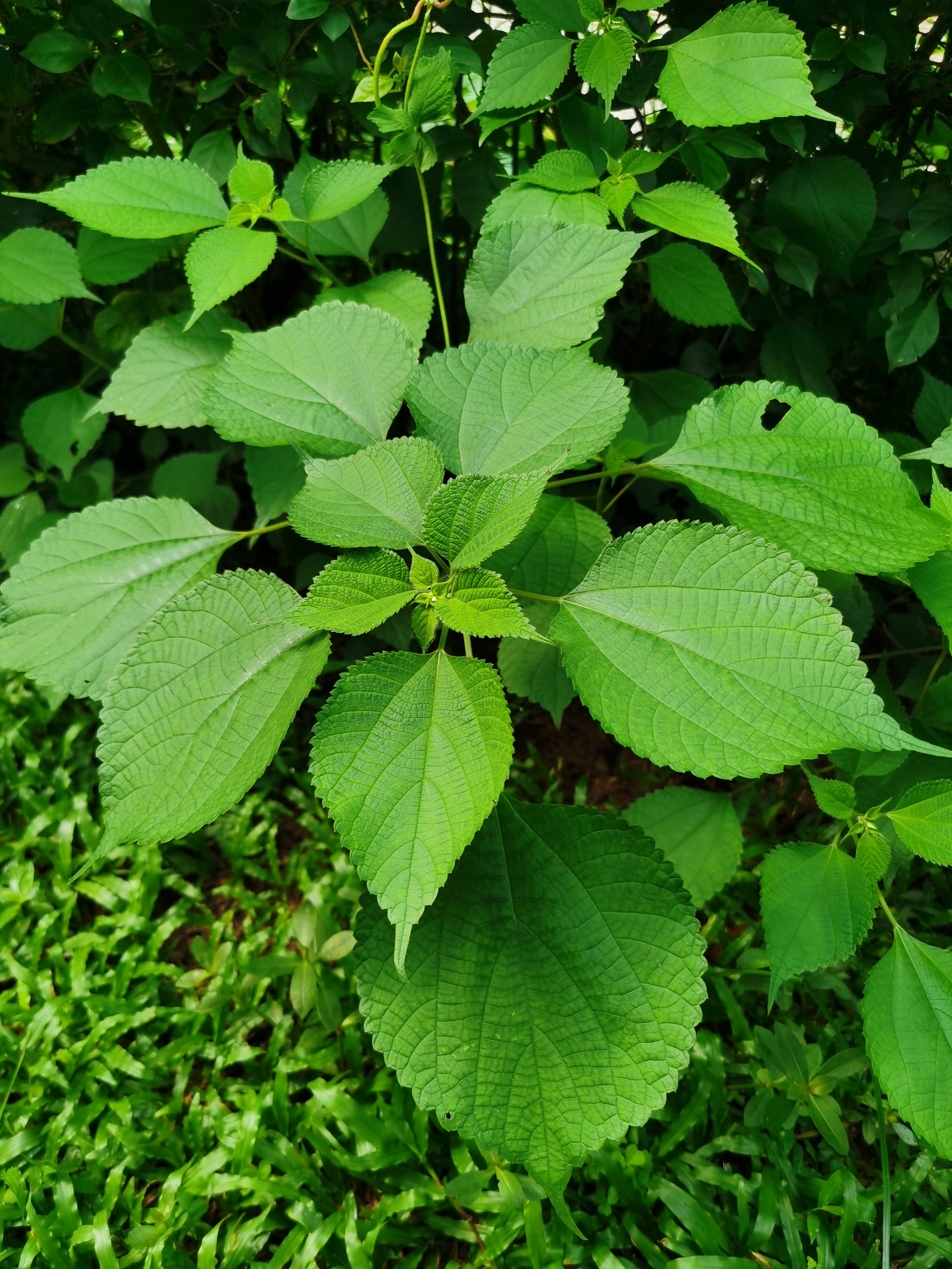 苎麻,别名:天青地白草,家苎麻,野麻,白麻,园麻,青麻