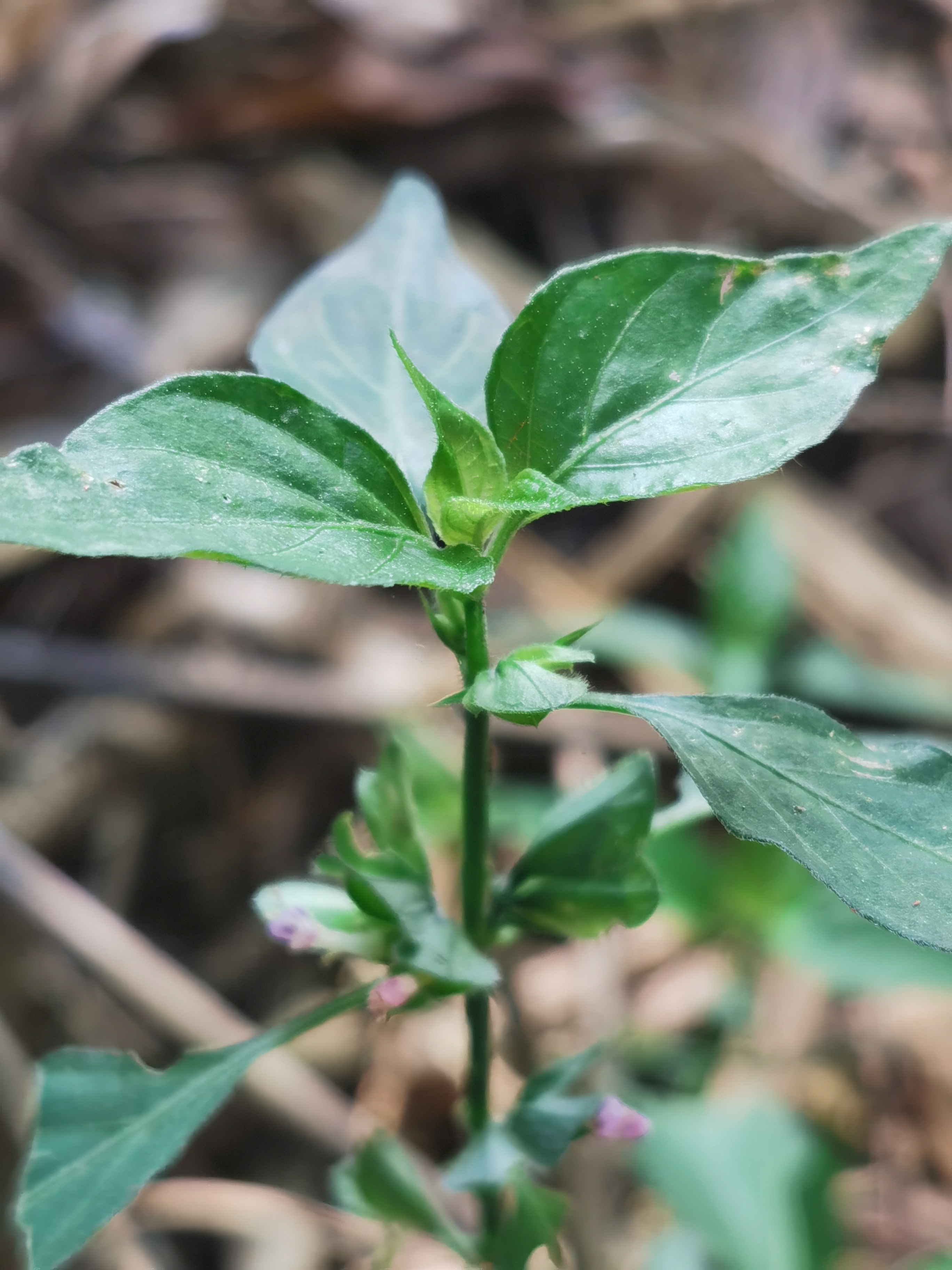 青蛇仔,路边青,学名狗肝菜.