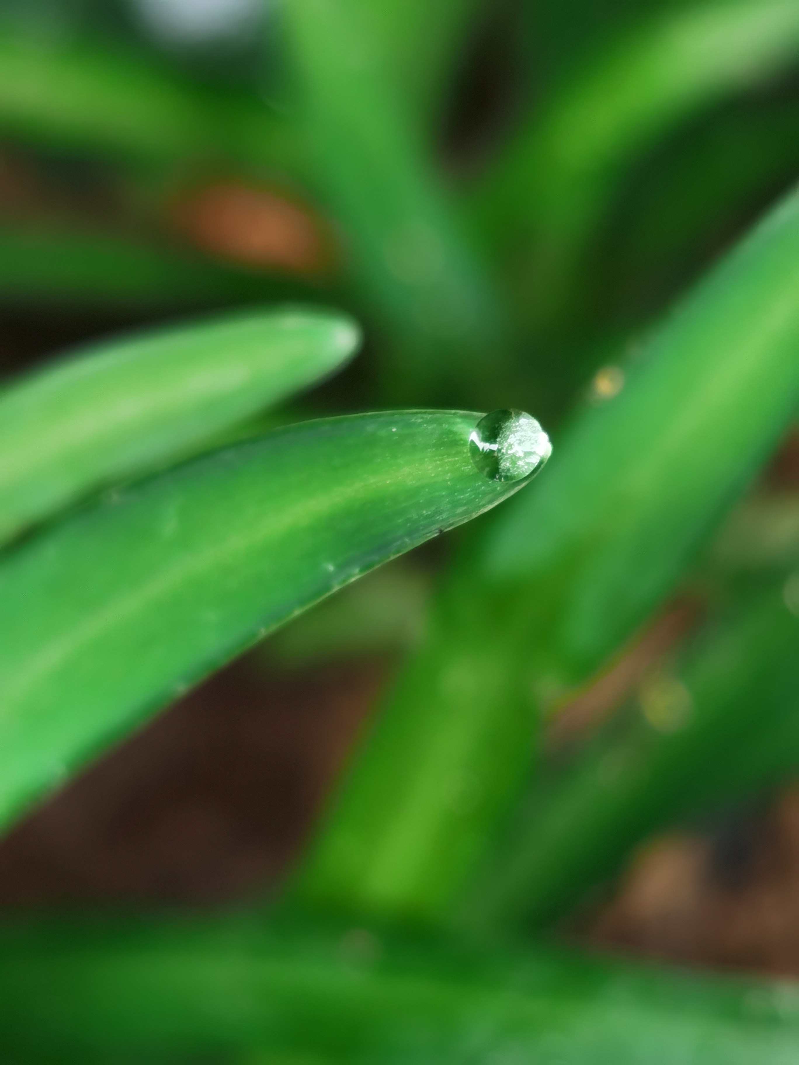 宽叶韭菜,别名:大叶韭,苤菜,葱韭,石韭,大麦韭,扁担韭,岩葱,山韭菜.