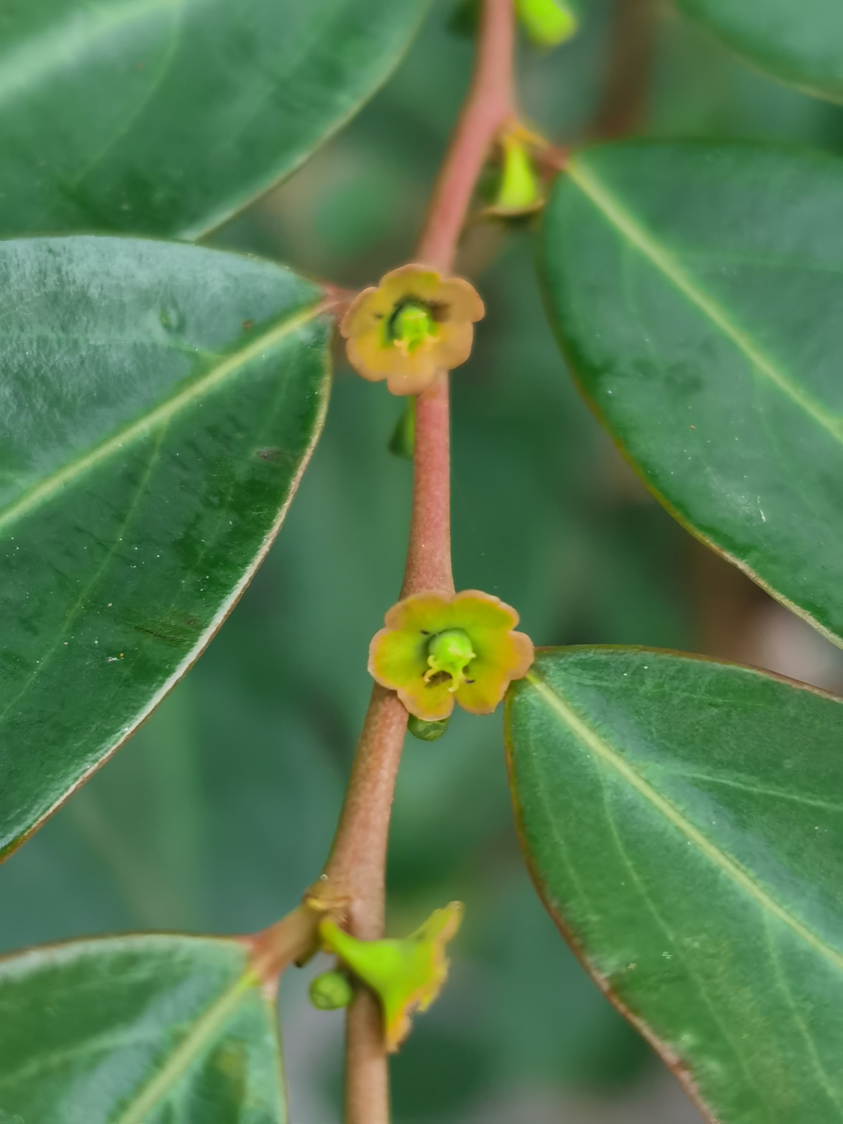 鬼画符图片 植物图片图片